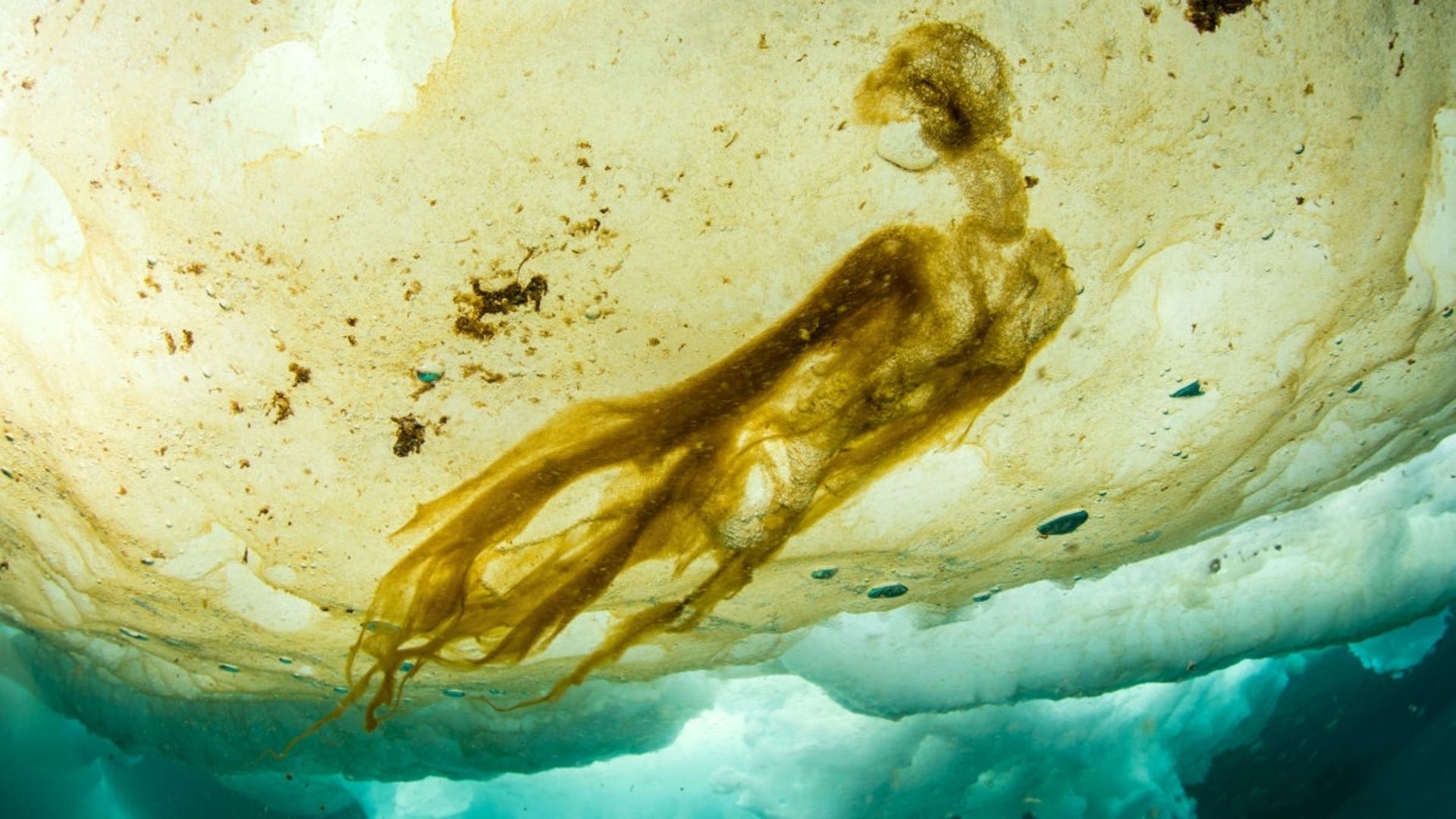 زیر دریایخ‌های شمالگان