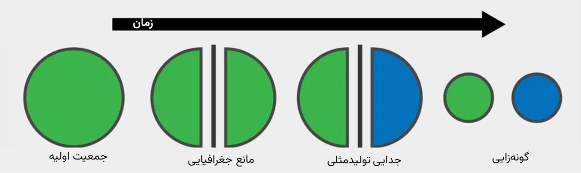 فرایند گونه زایی