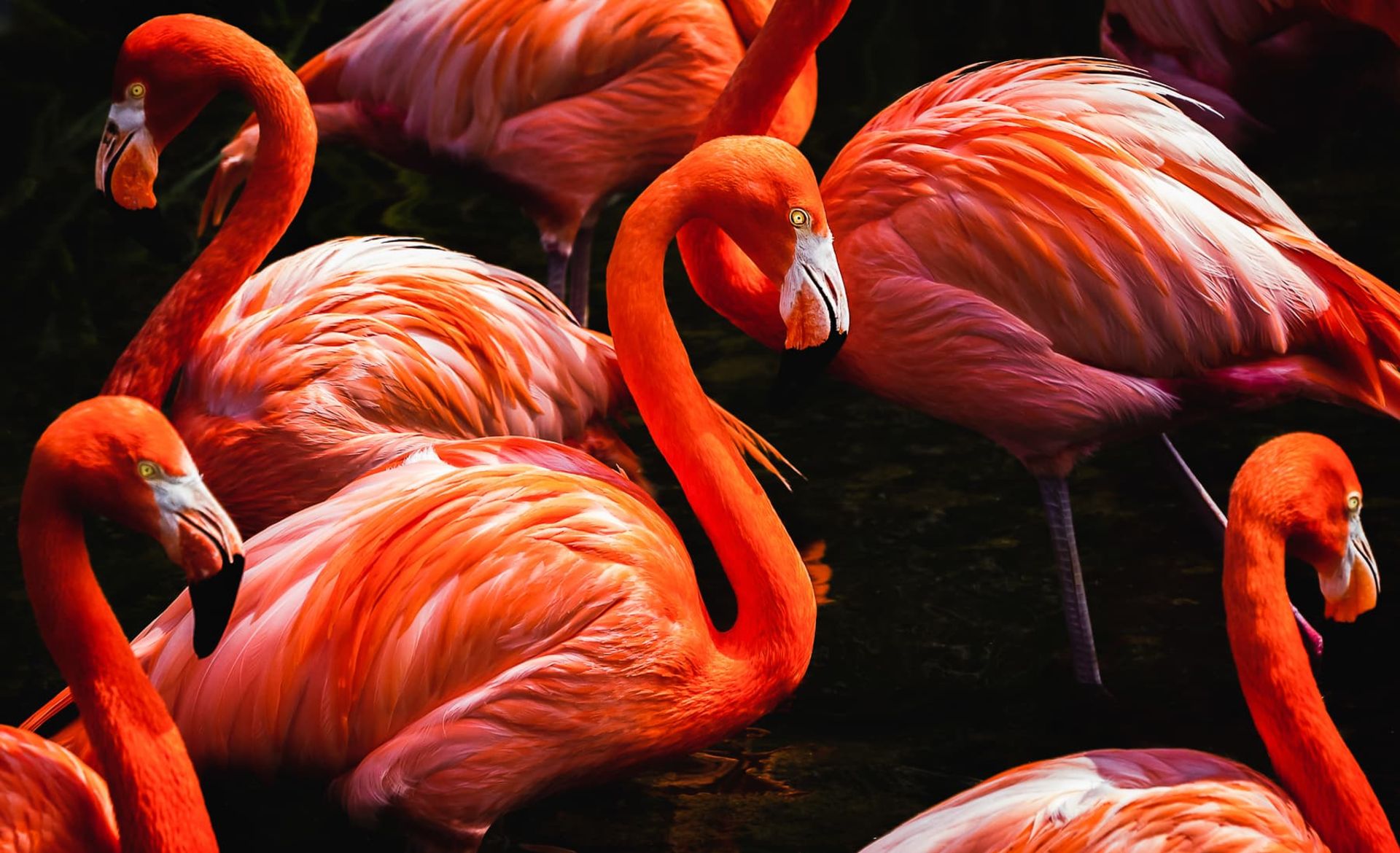 پرتره فلامینگوها