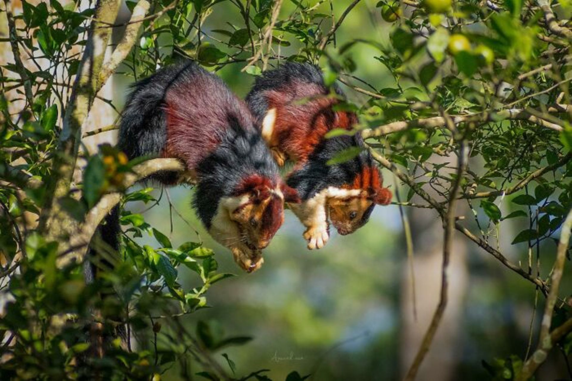 دو سنجاب آویزان از درخت