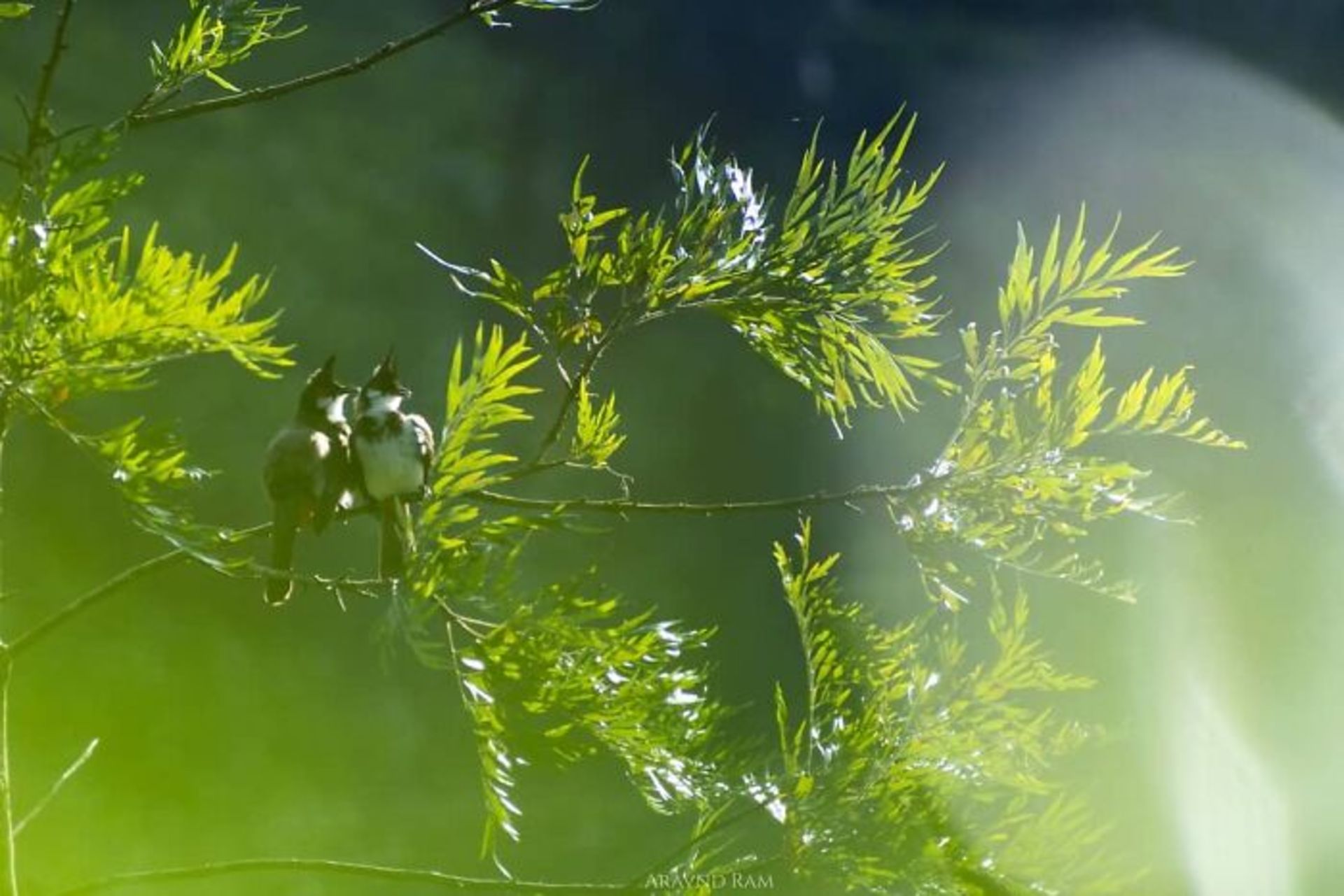 چکاوک ها روی شاخه درخت صبح