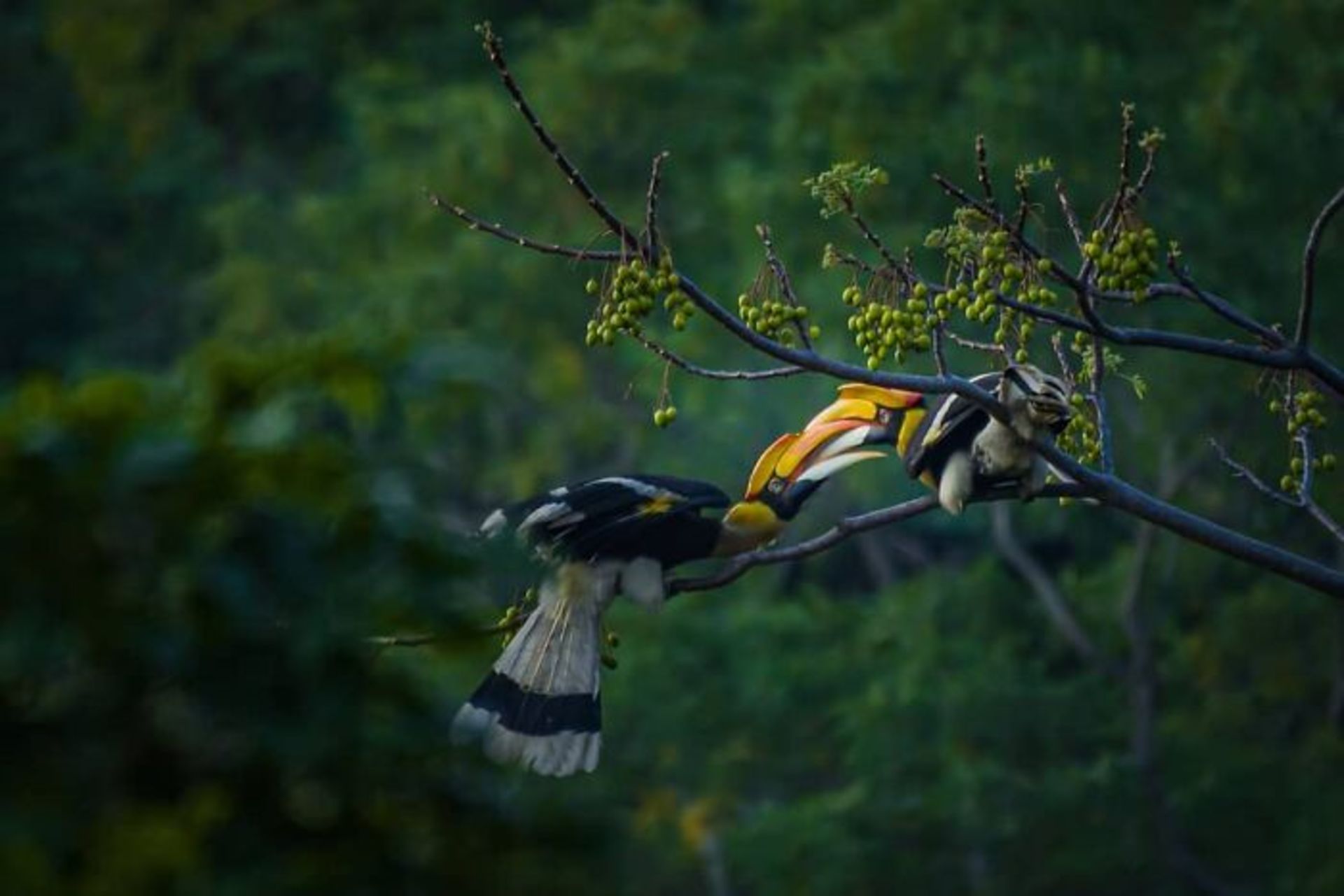 دو پرنده عاشق نوک به نوک روی درخت جنگل