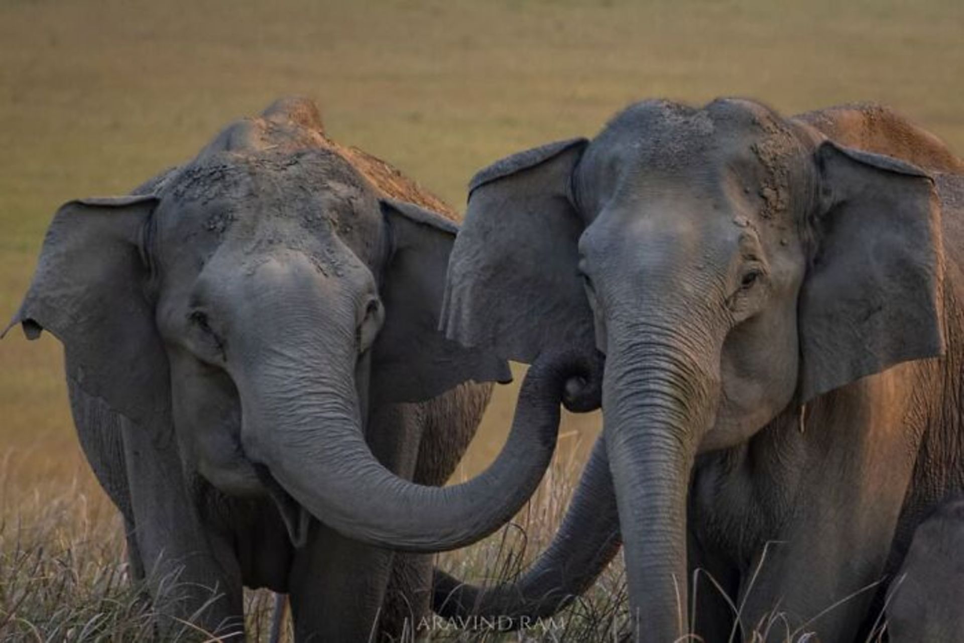 پرتره دو فیل خرطوم