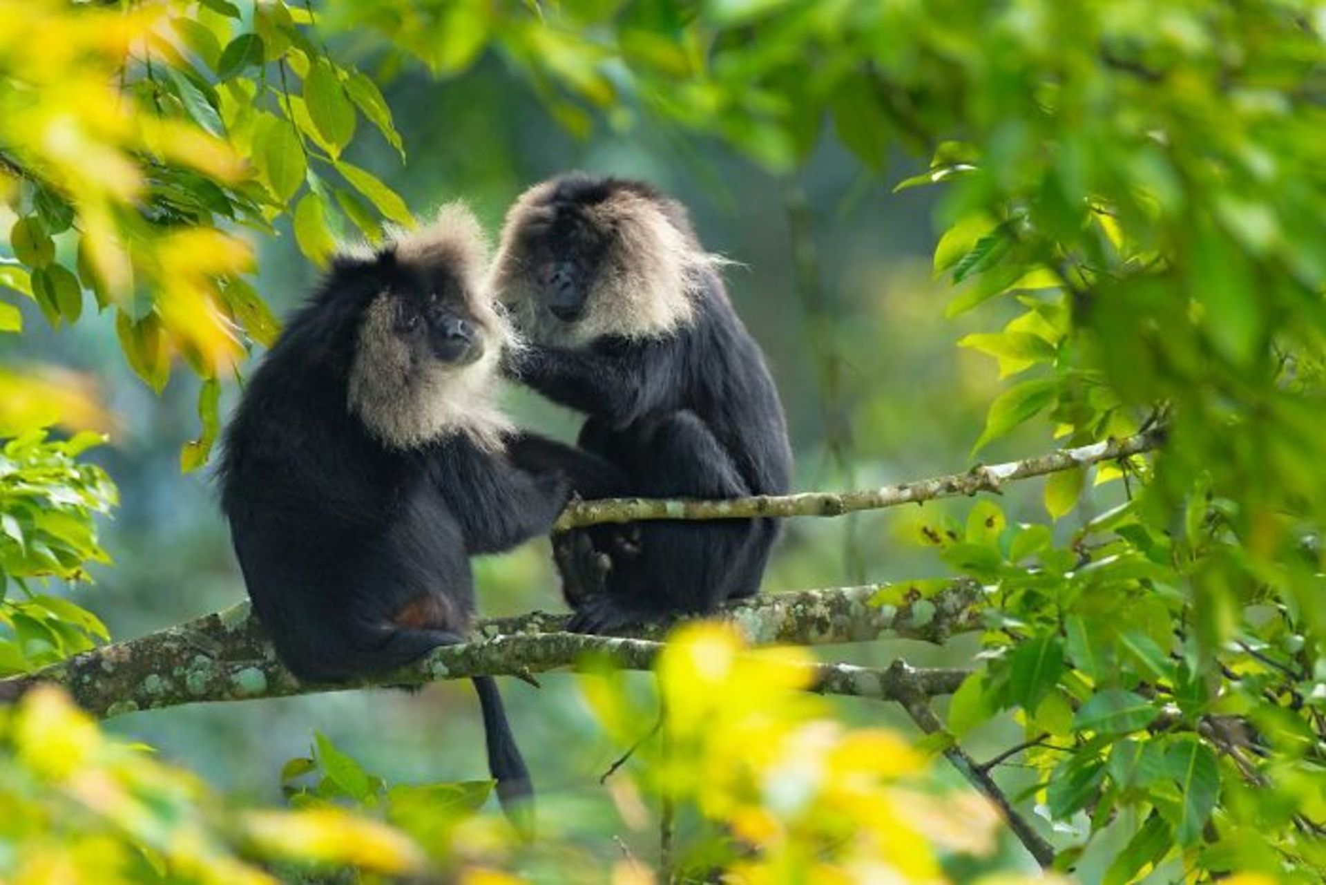 نوازش میمون‌ها روی شاخه درختی در جنگل