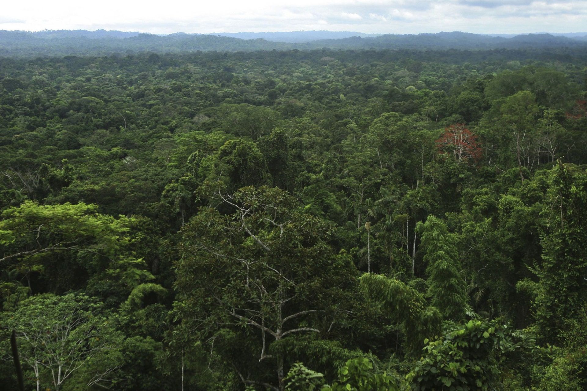 دره آپانو در آمازون اکوادور، دامنه شرقی رشته کوه آند