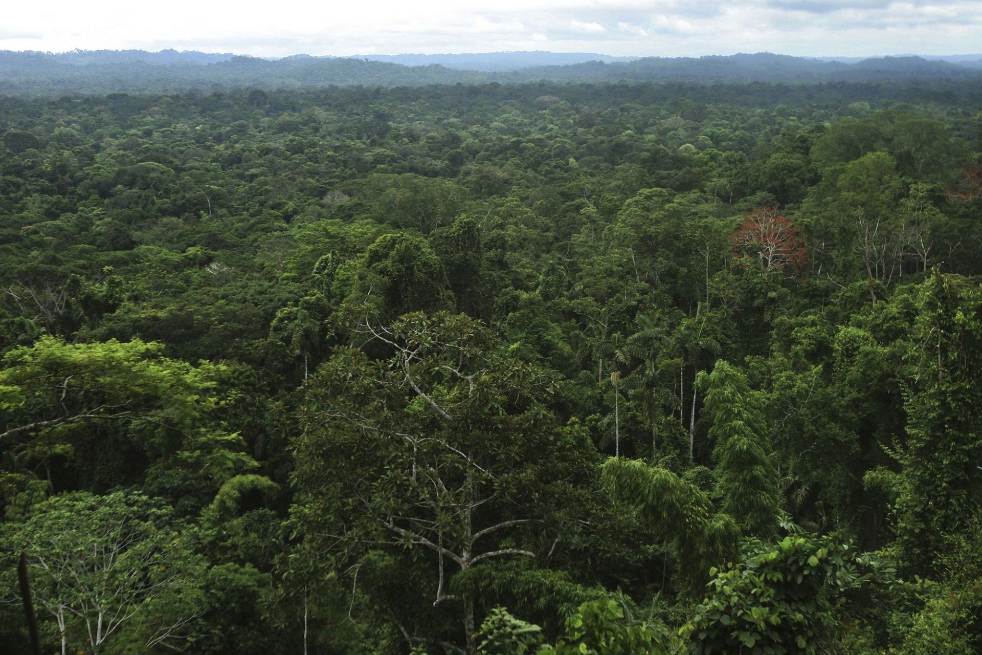 دره آپانو در آمازون اکوادور، دامنه شرقی رشته کوه آند