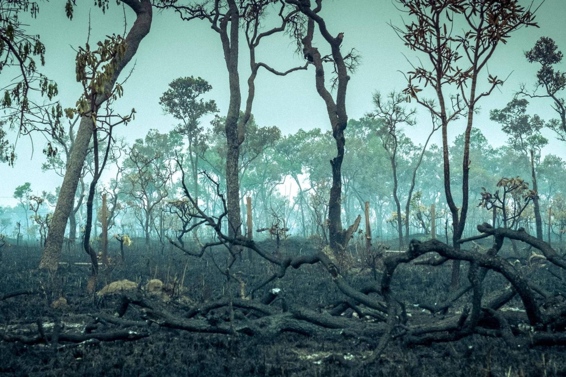 خشک شدن درختان جنگل