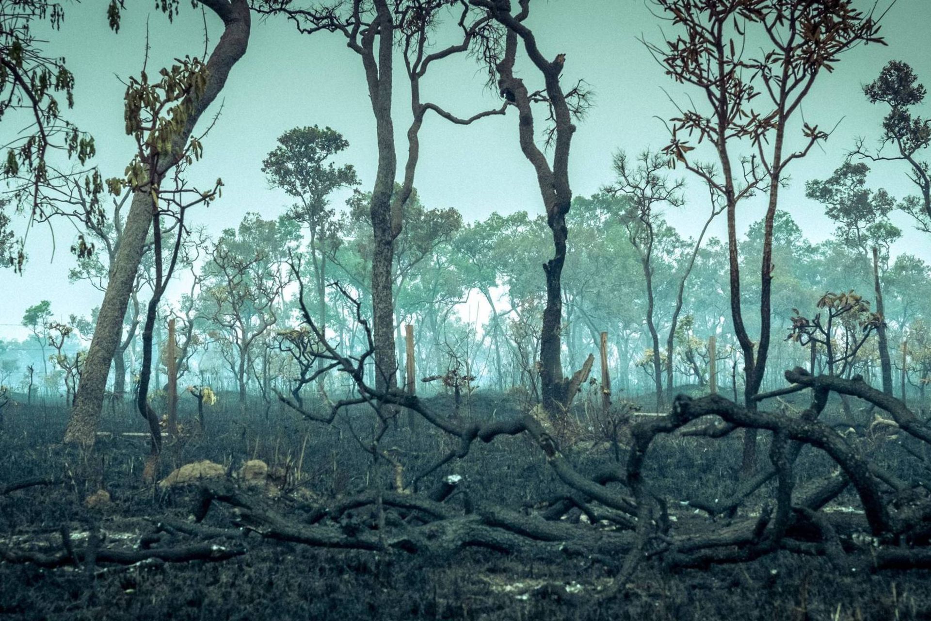 خشک شدن درختان جنگل