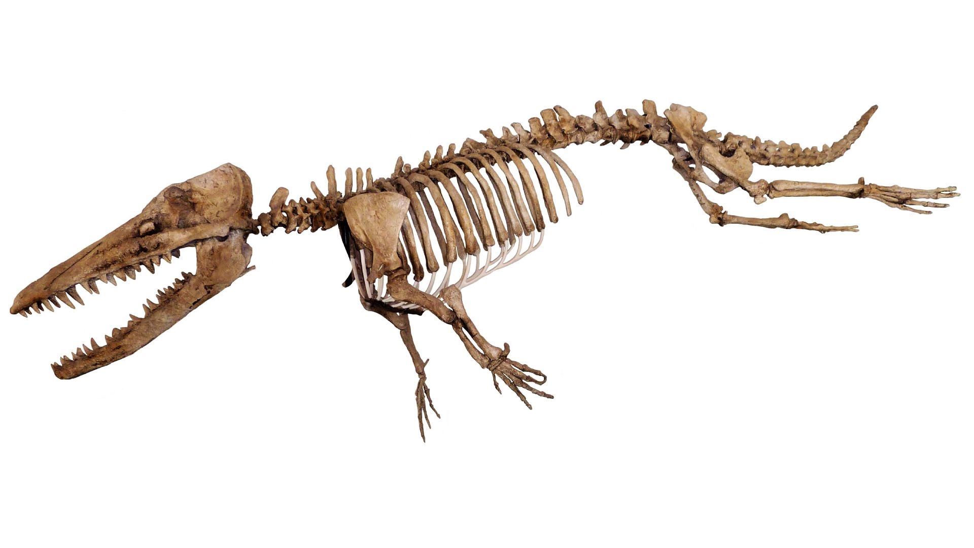 تصویرسازی هنری آمبولوستوس Ambulocetus در زمینه سفید