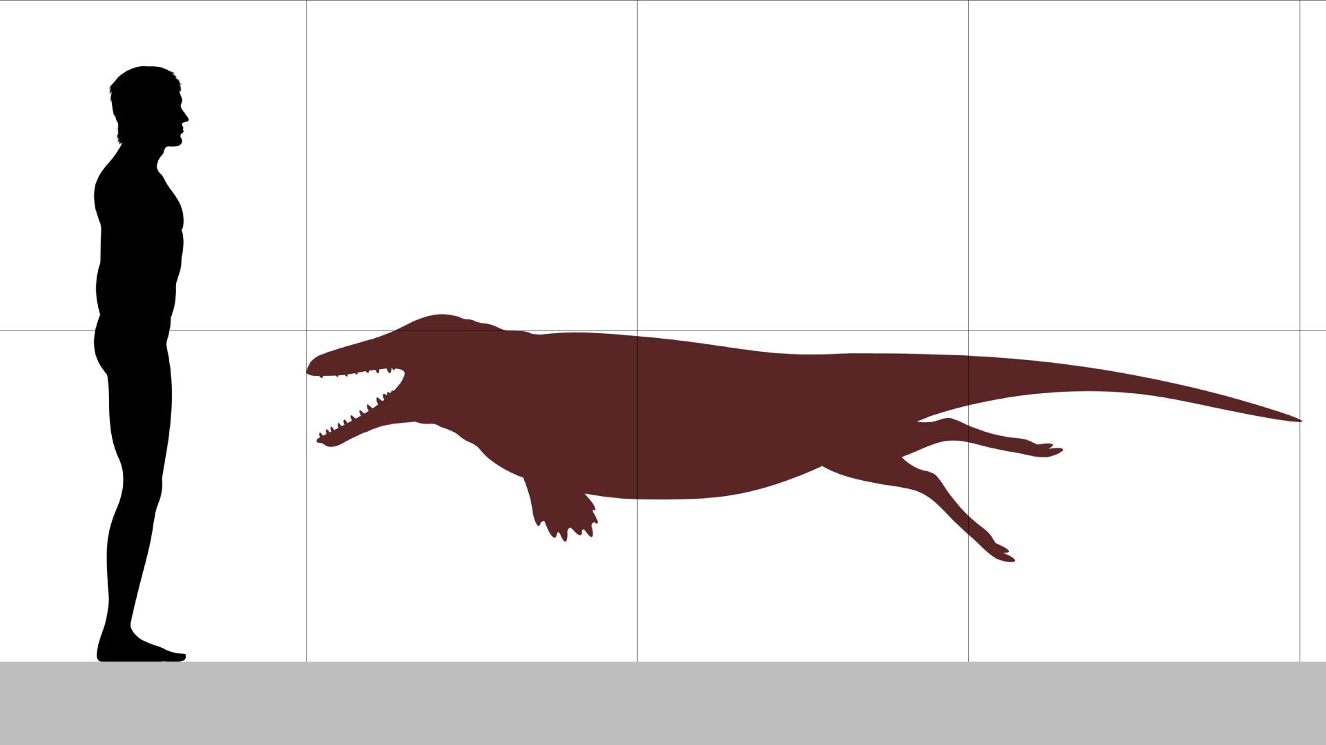 مقایسه اندازه  آمبولوستوس Ambulocetus با انسان ۱۸۰ سانتی متری