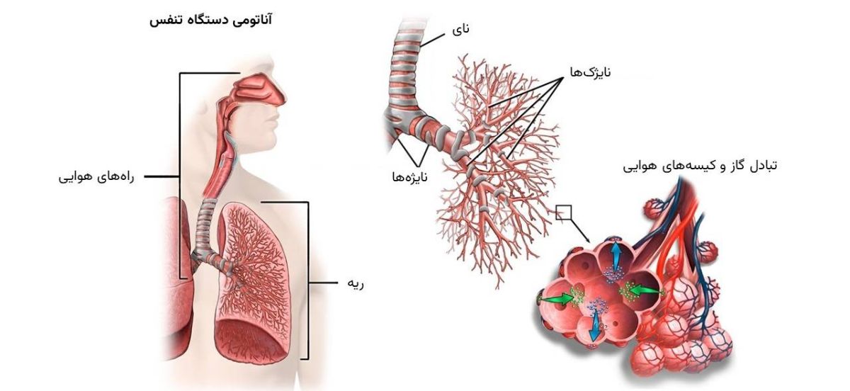 آناتومی دستگاه تنفسی