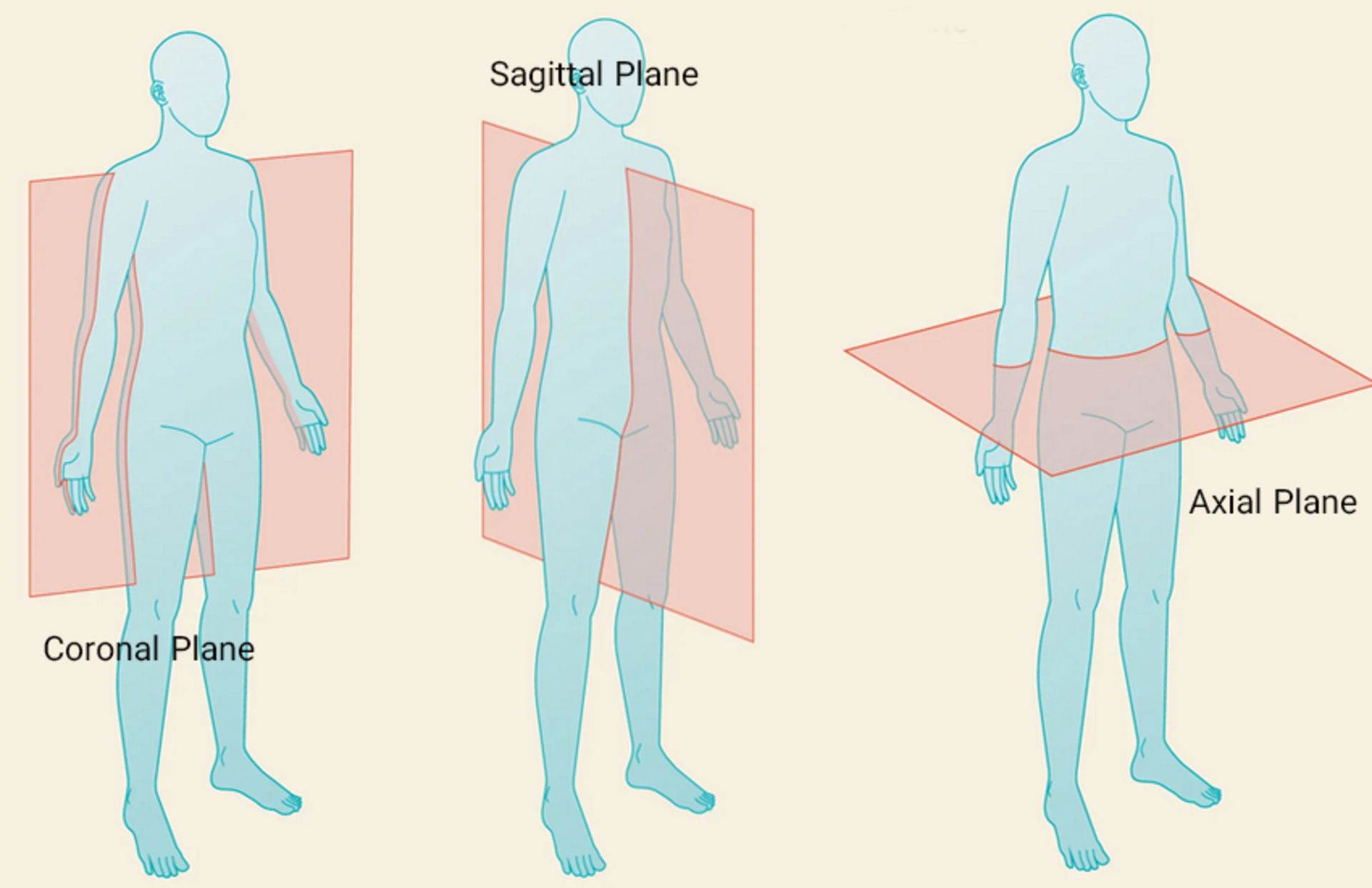 Body anatomy pages