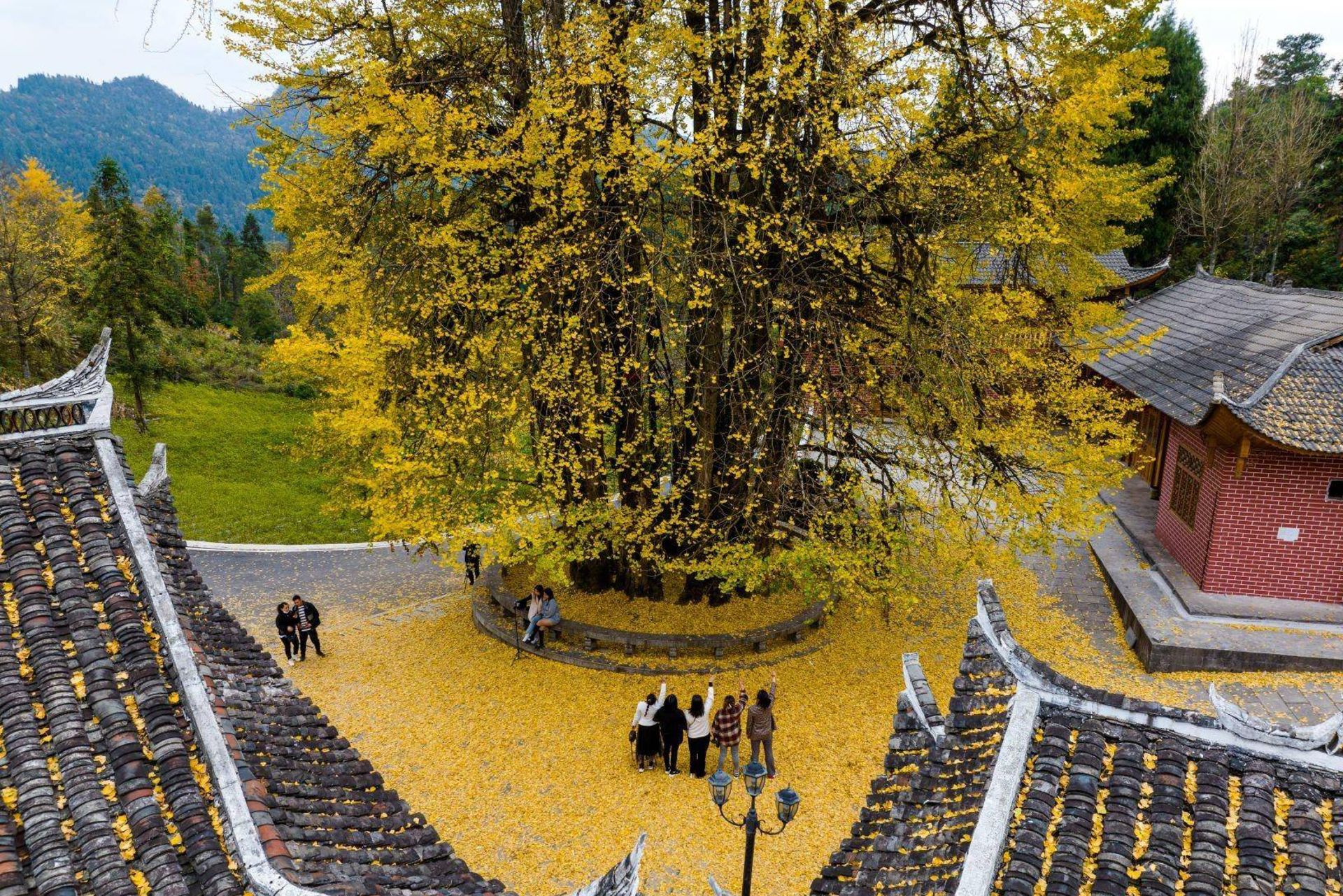 درخت ژینگو در معبد چین