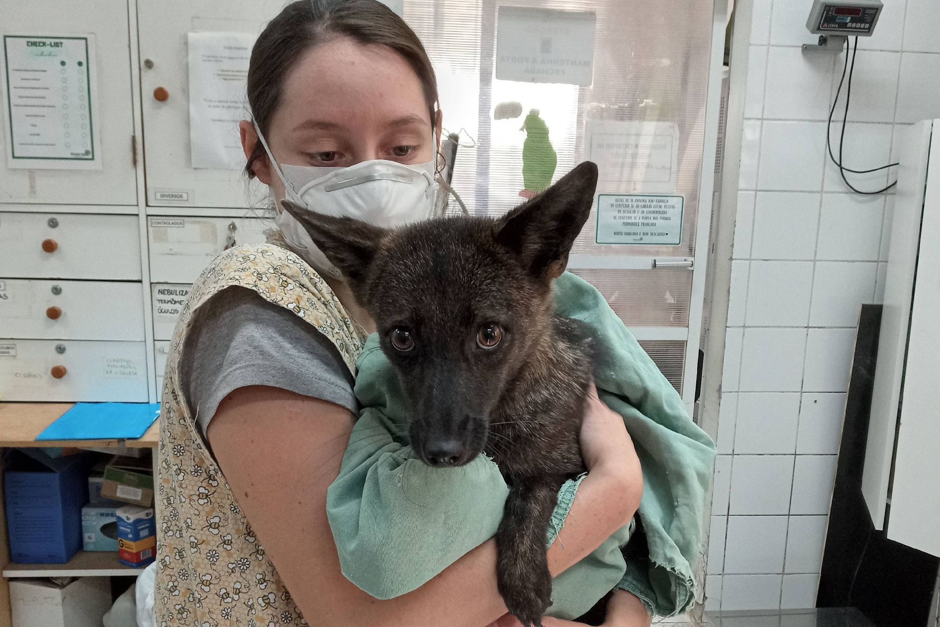 دورگه سگ و روباه