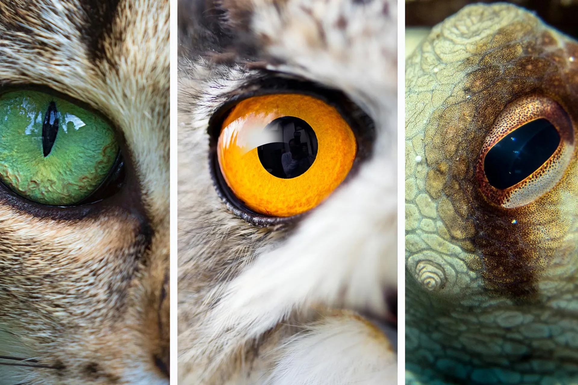 نمای نزدیک از چشم سه گونه جانور در کنار هم
