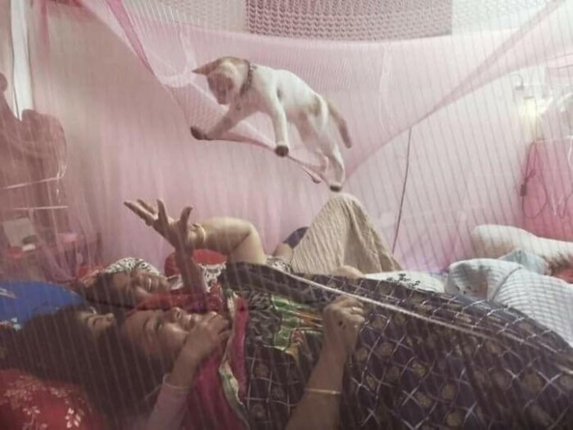 گربه ای ایستاده روی پشه بند