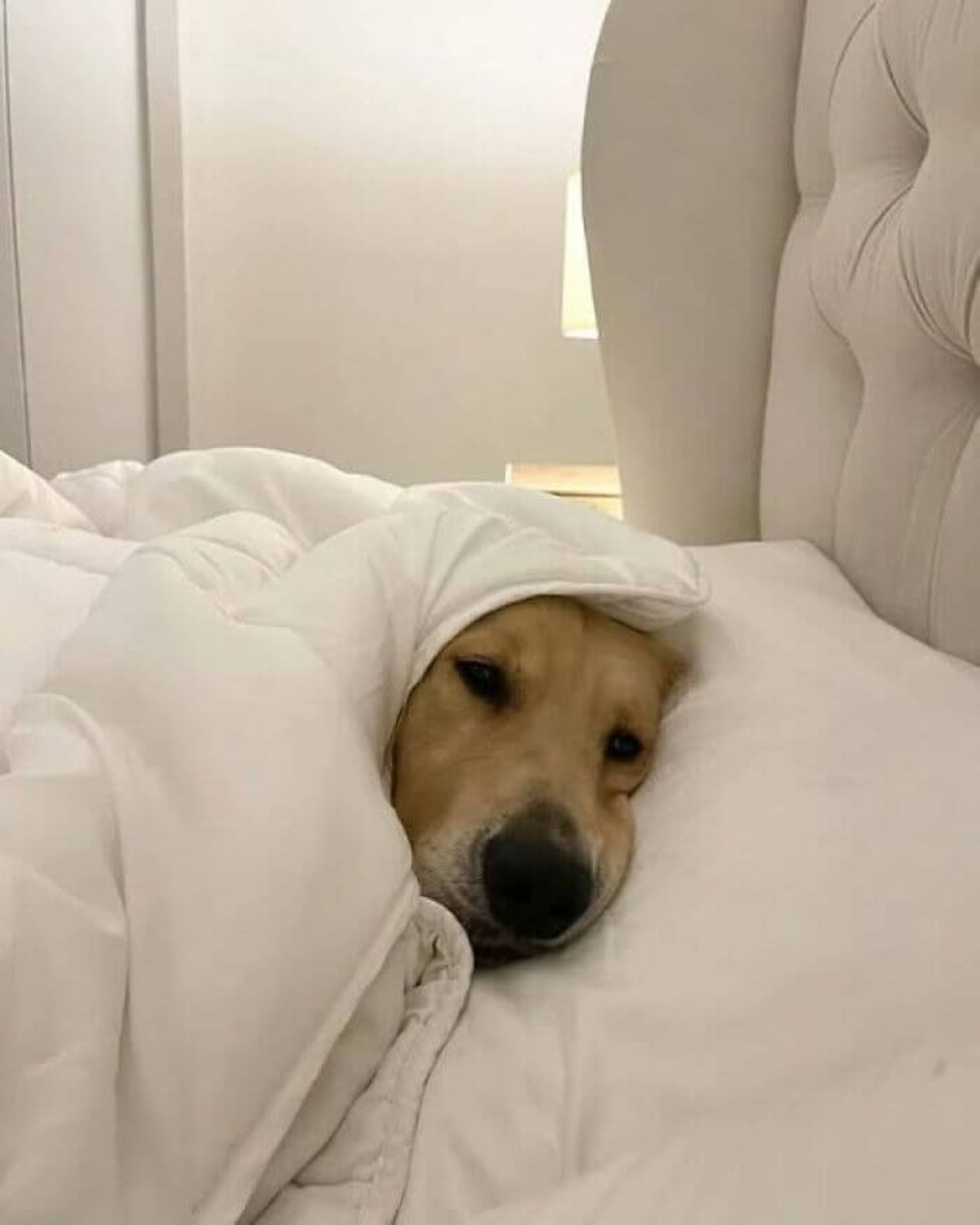 سگی با پتویی انداخته روی سرش