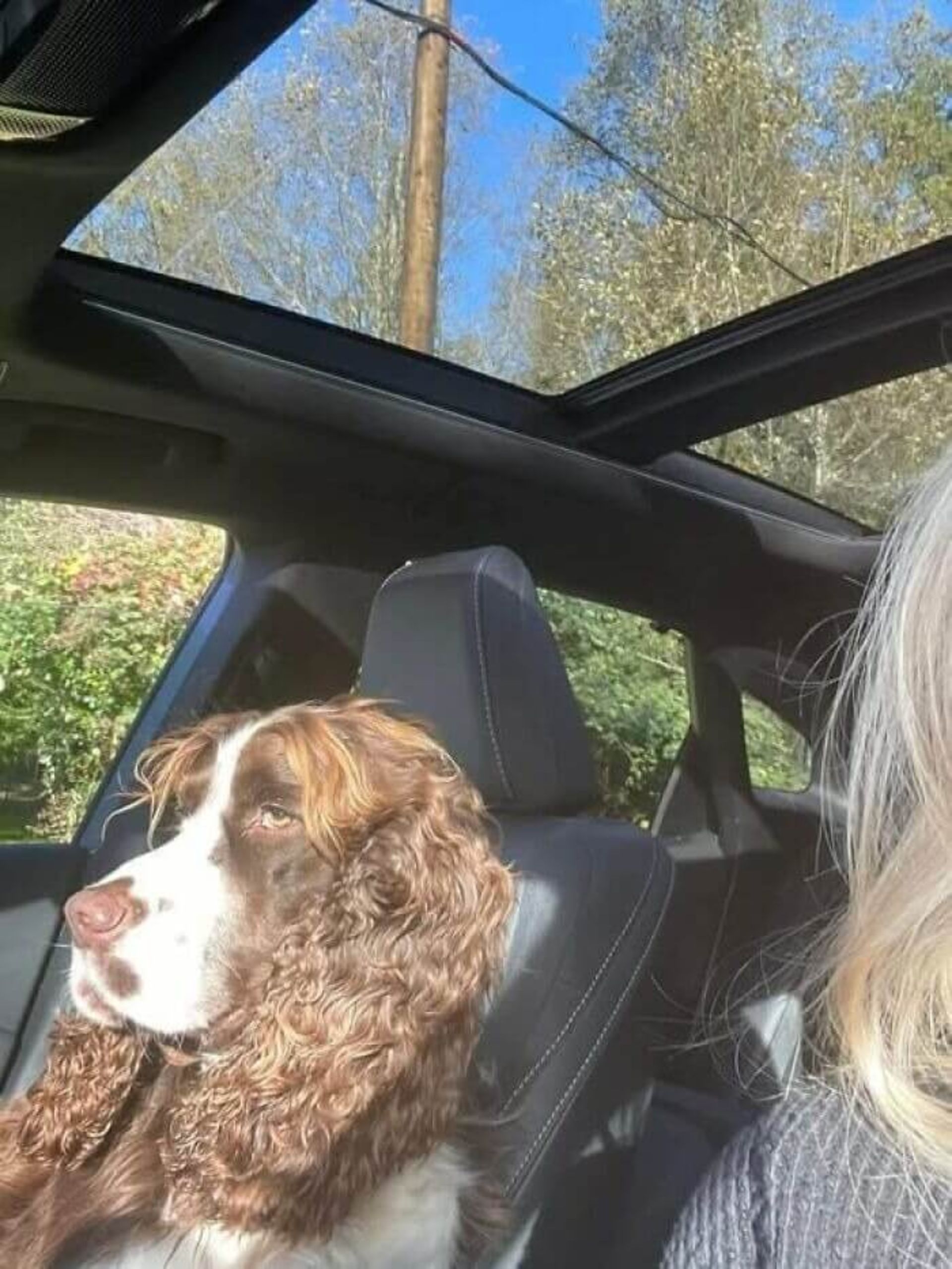 سگی نشسته در ماشین