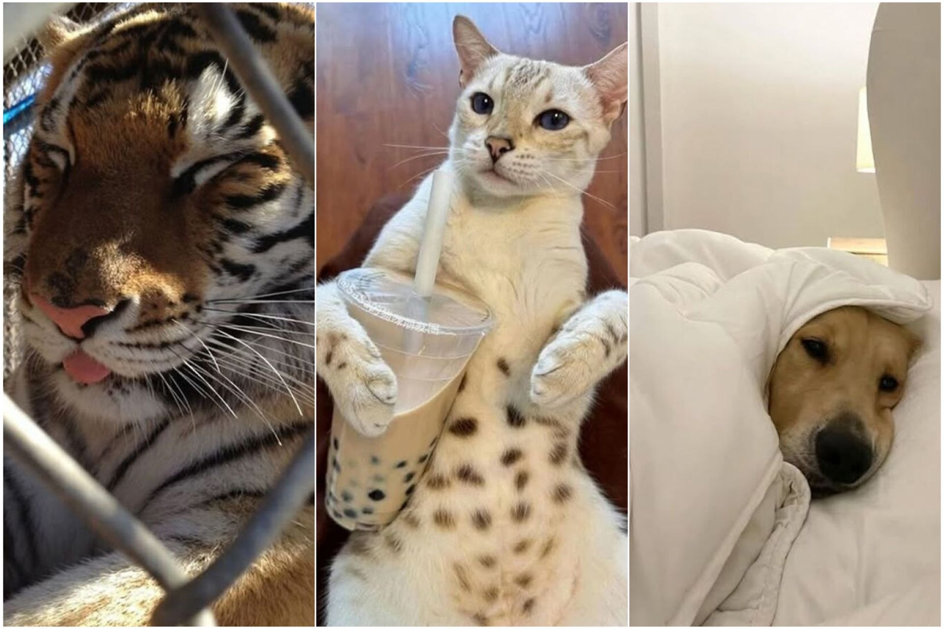 تصاویر حیوانات بامزه