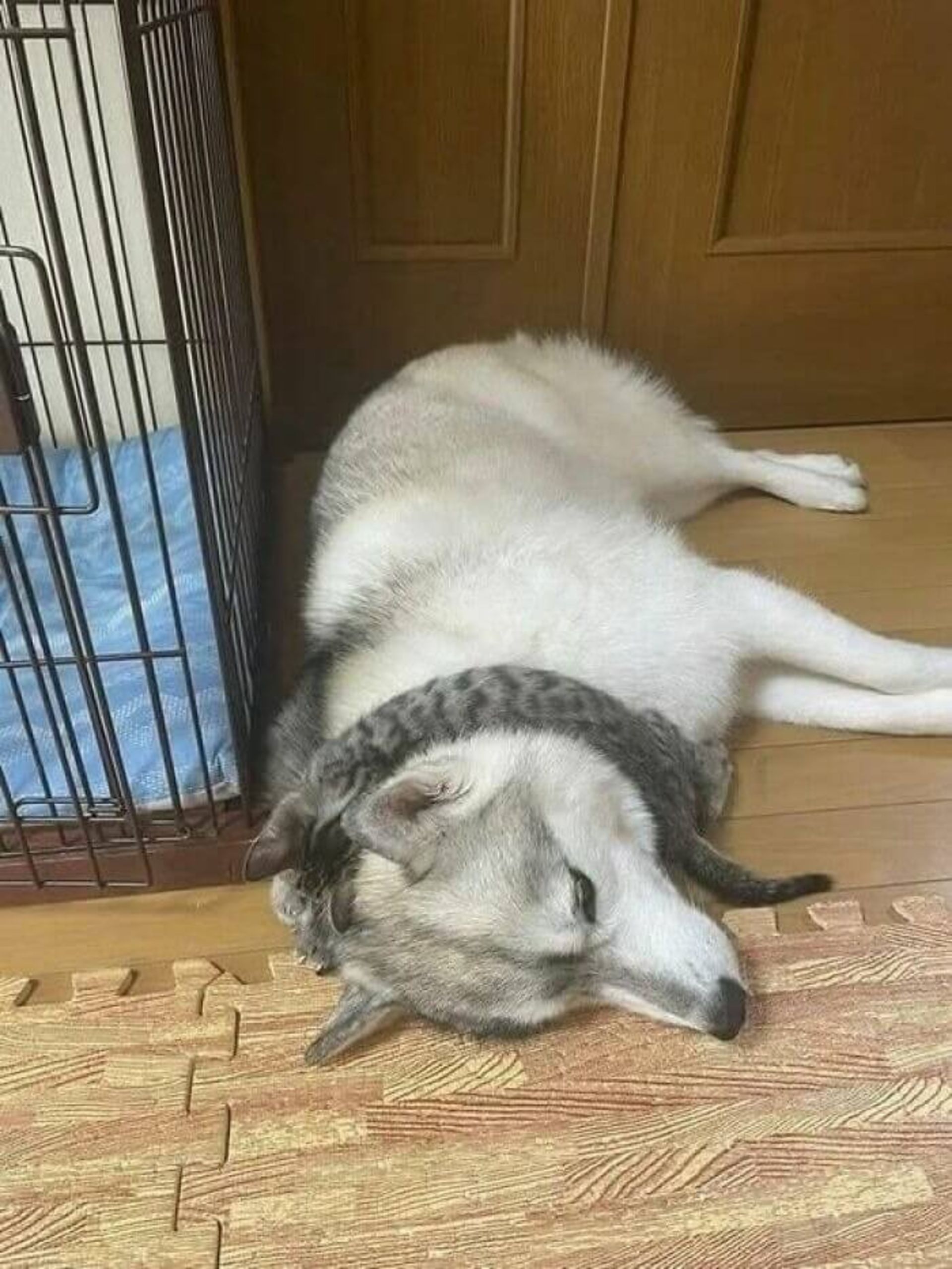 سگی خوابیده روی زمین