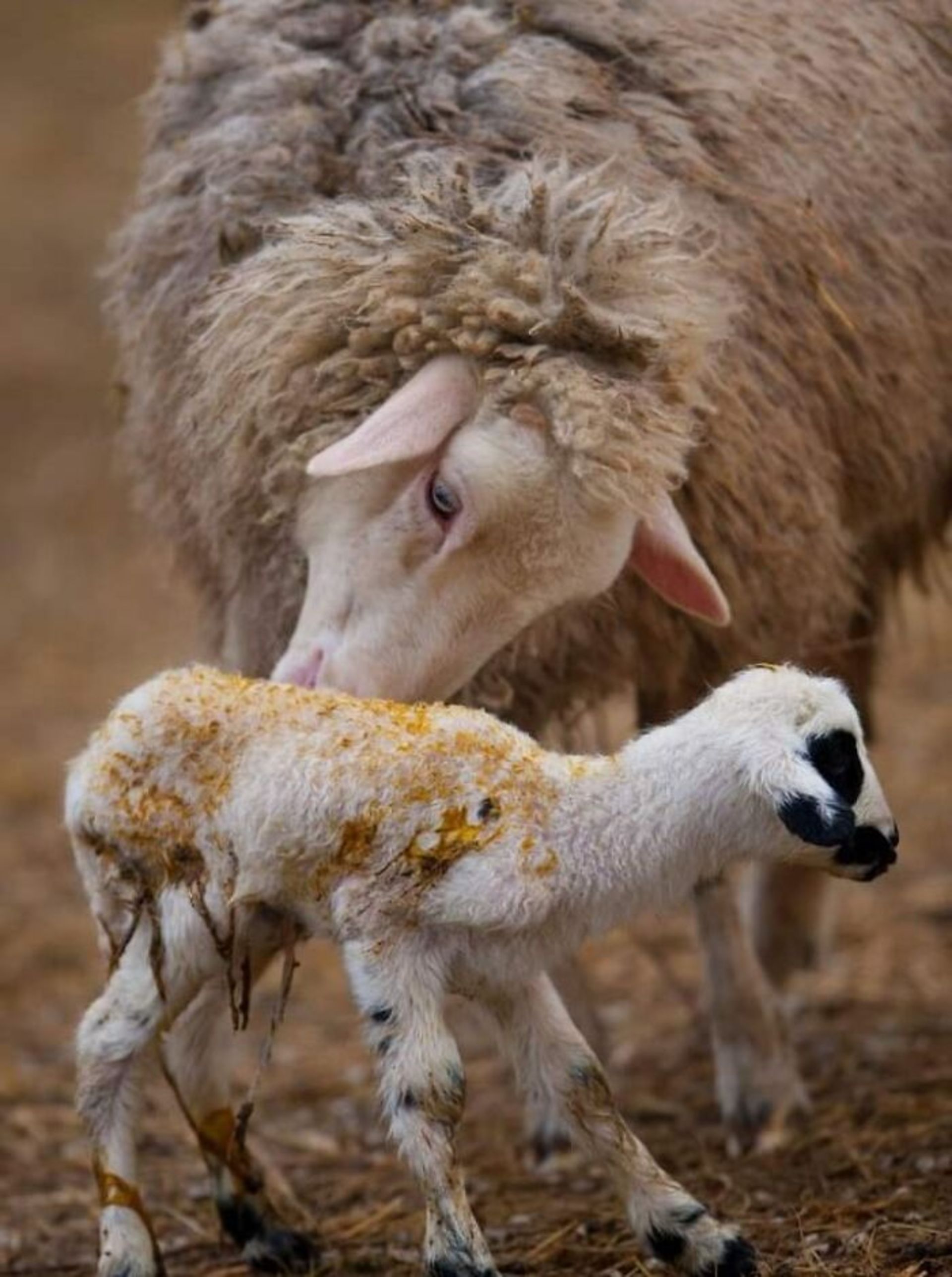 گوسفند مادر و فرزندش