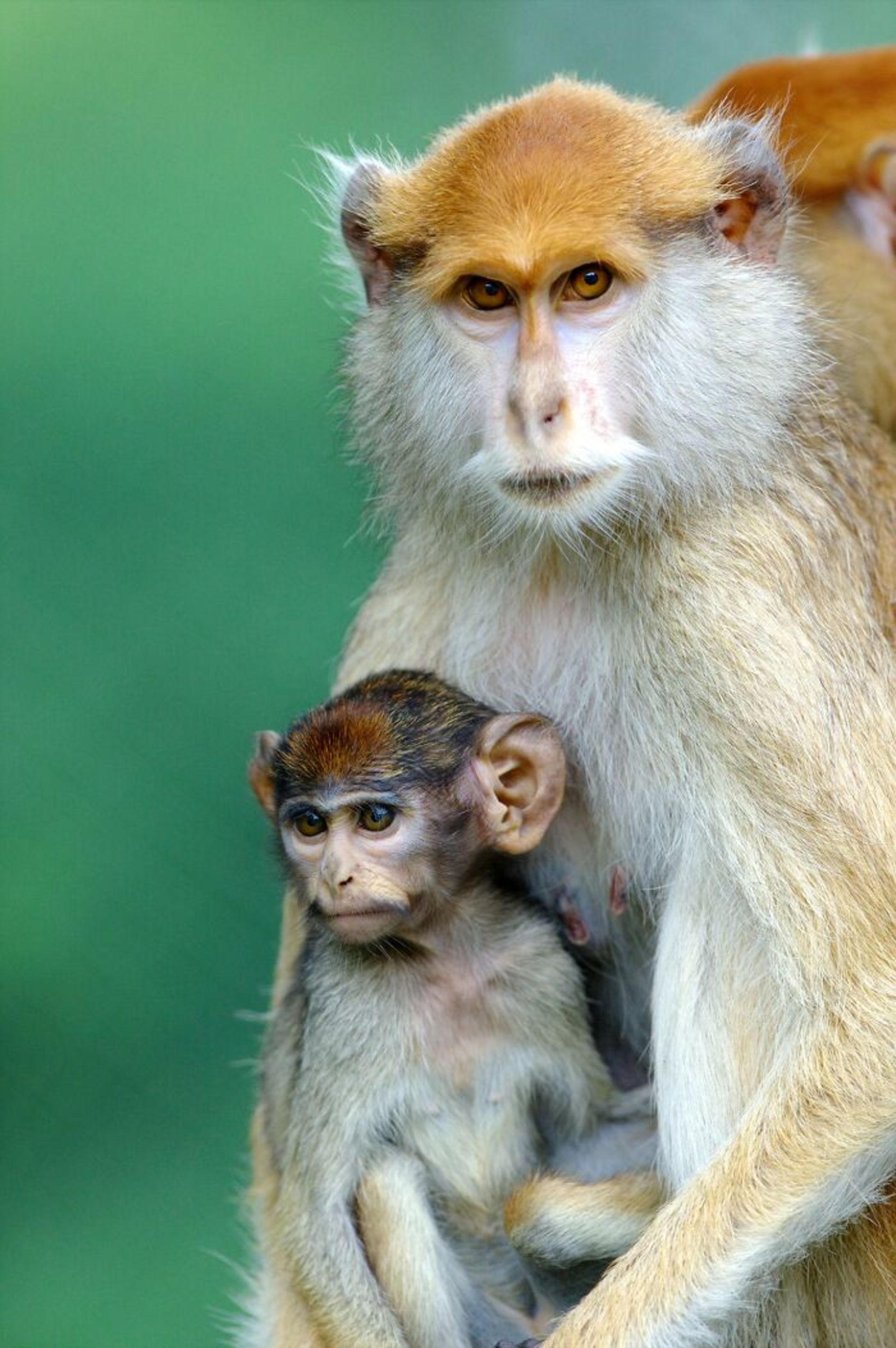 میمون مادر و فرزندش