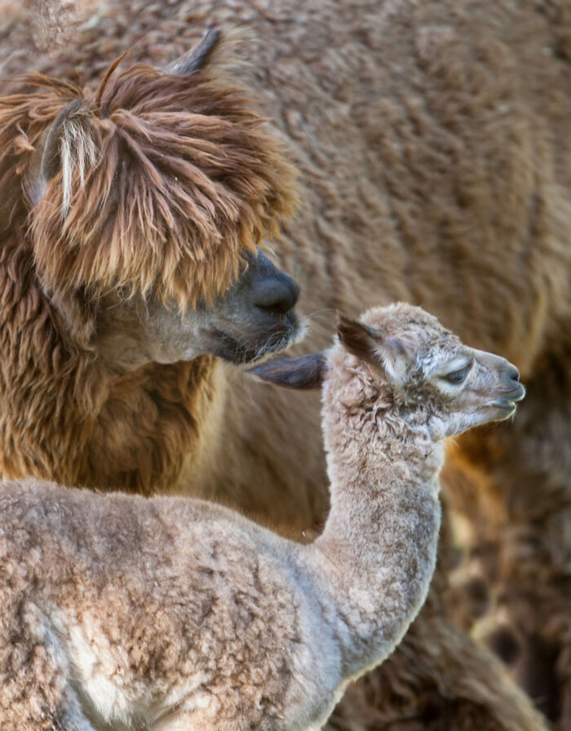 شتر مادر و فرزندش