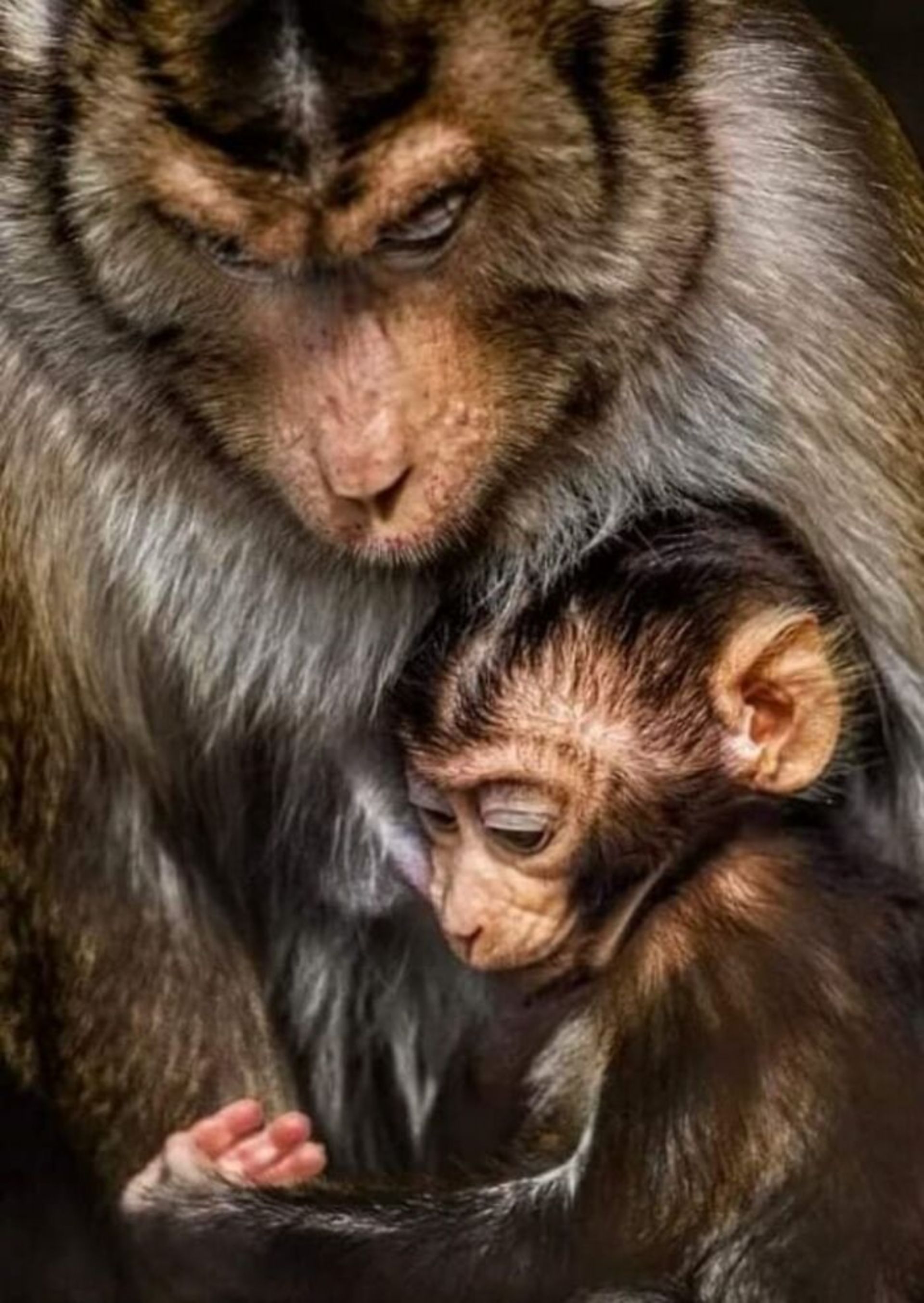 میمون مادر و فرزندش