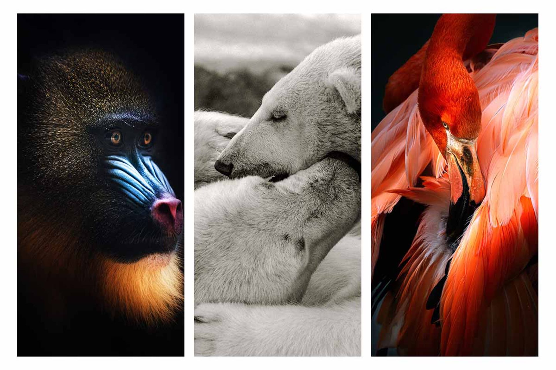 پرتره حیوانات باغ وحش