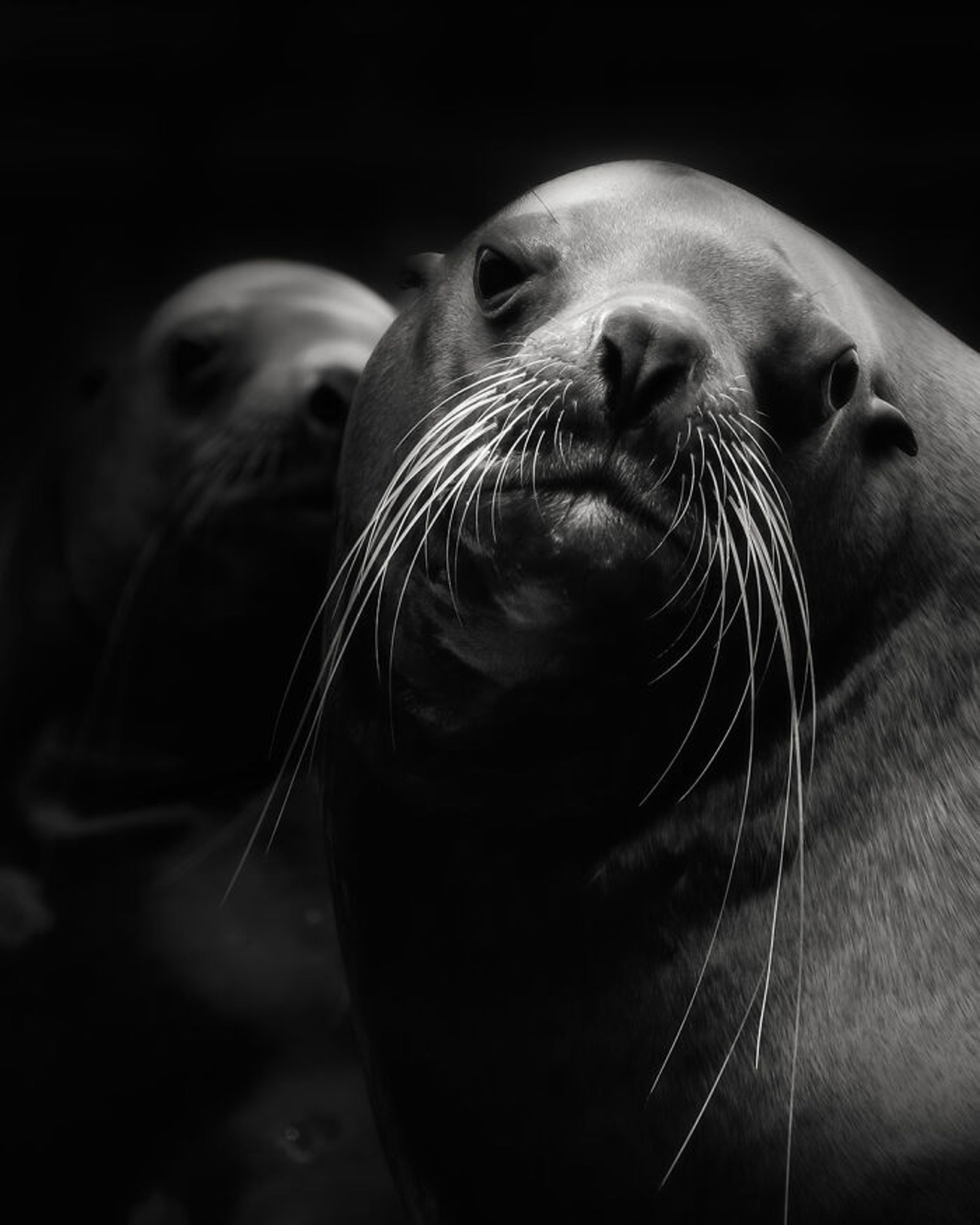 پرتره شیر دریایی