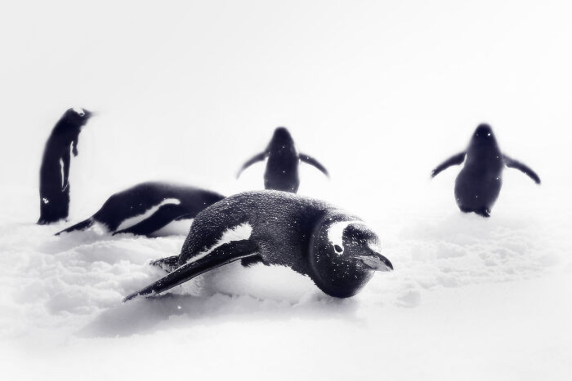 پنگوئن‌ها روی یخ