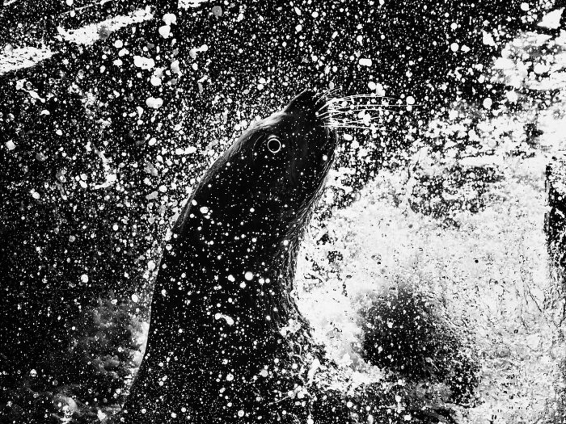 پرتره بچه فک زیر آب