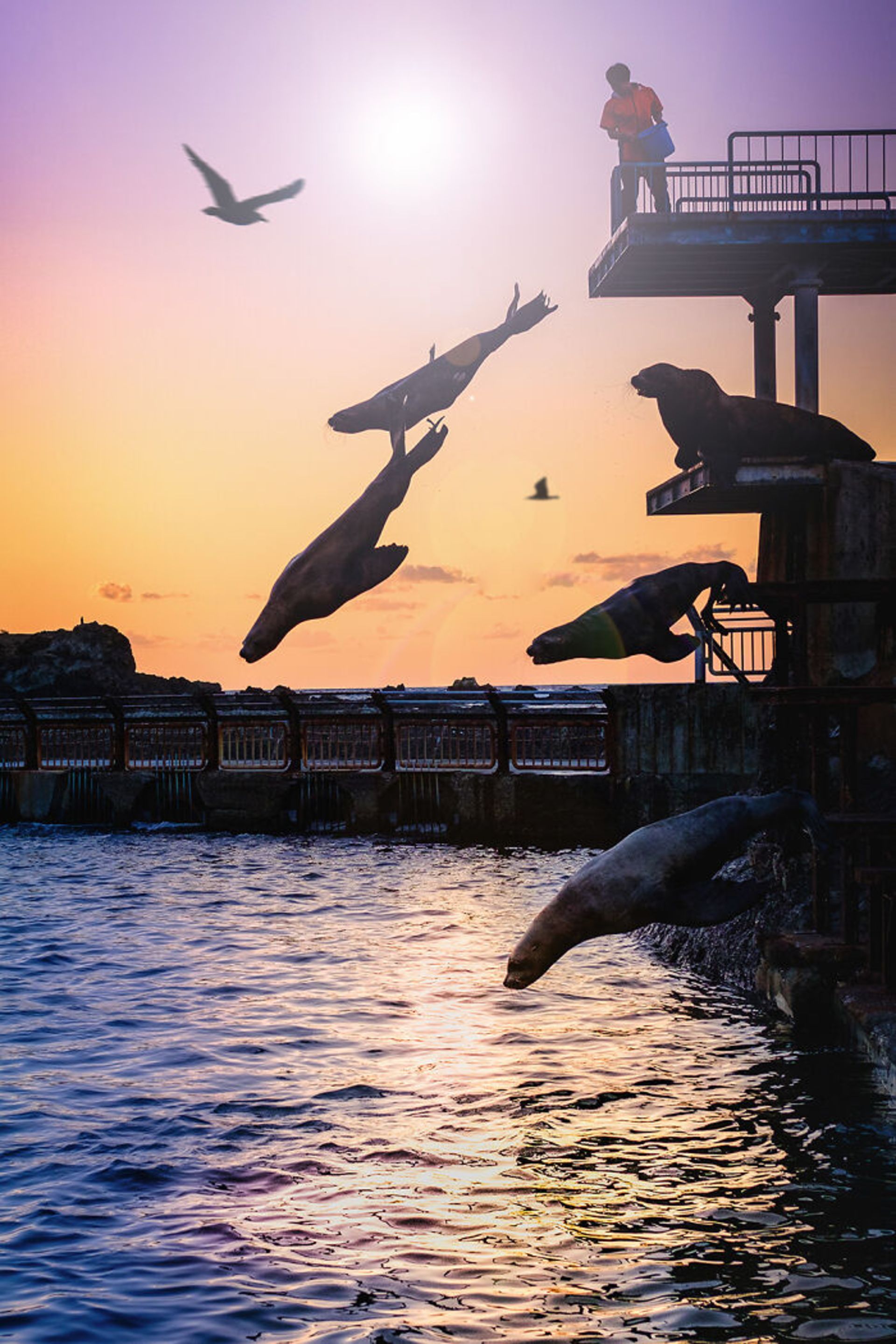 پرش‌ فک‌ها برای گرفتن غذا