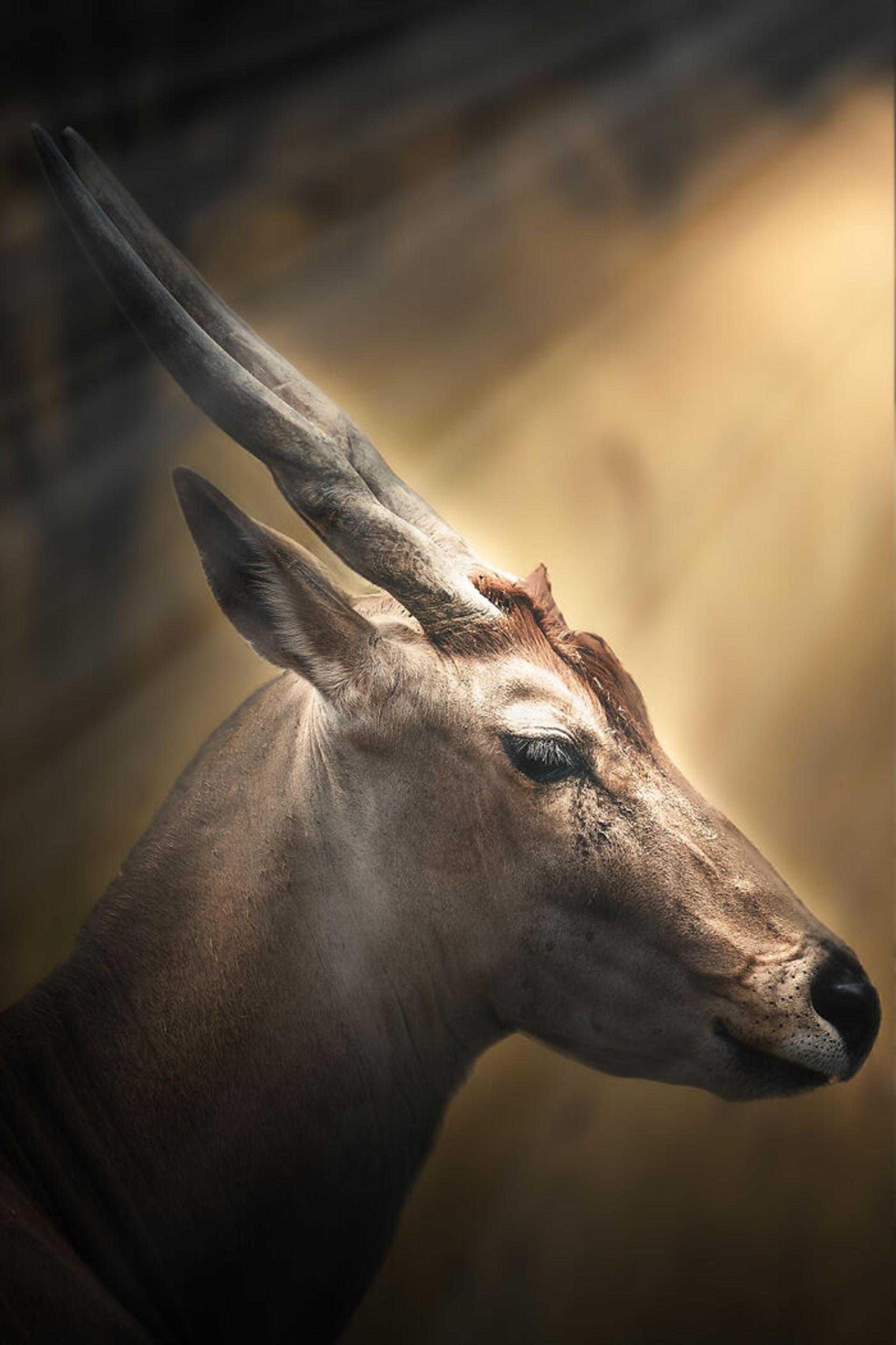 پرتره نیمرخ گاو کوهی