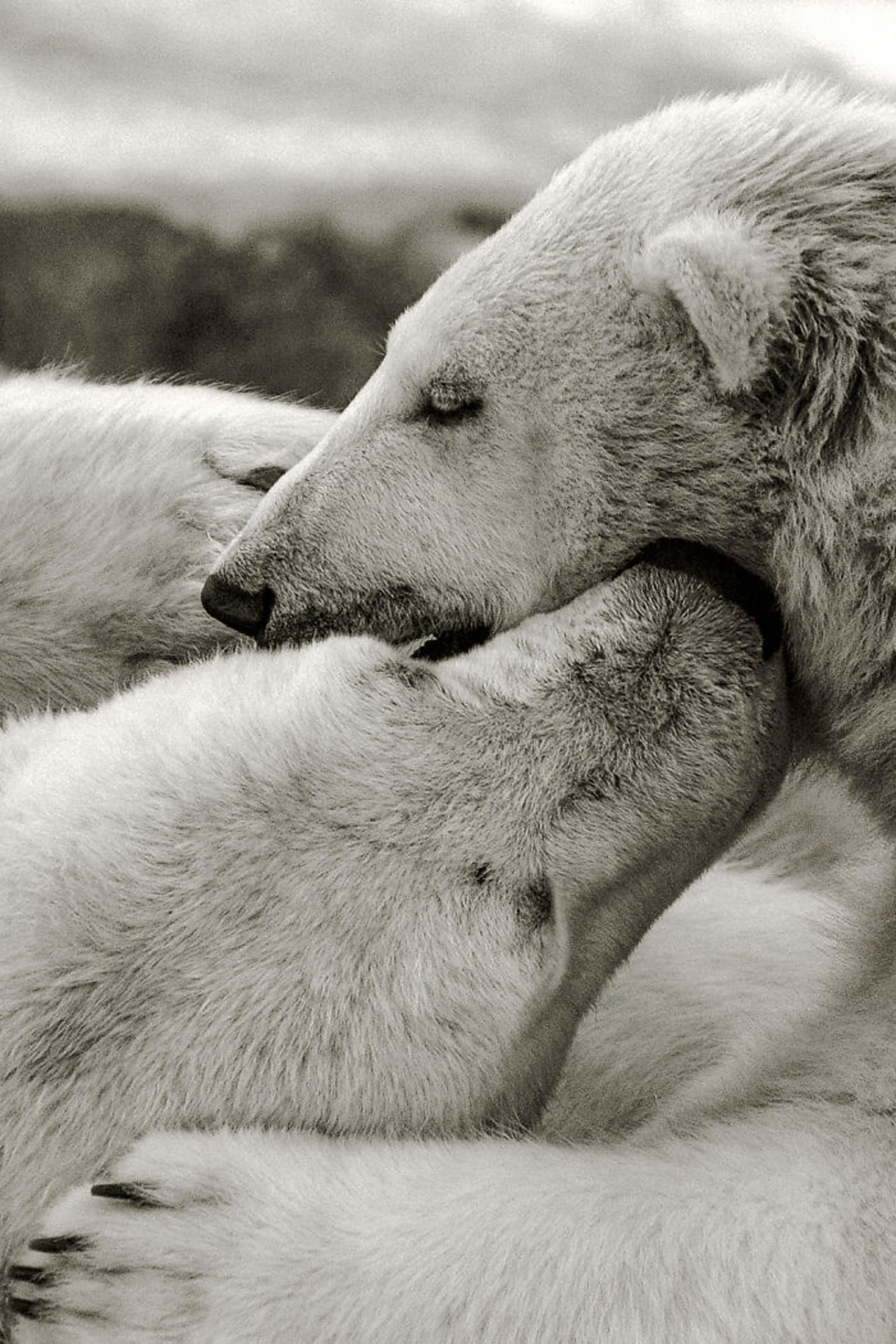 پرتره خرس قطبی مادر و فرزند در آغوش هم