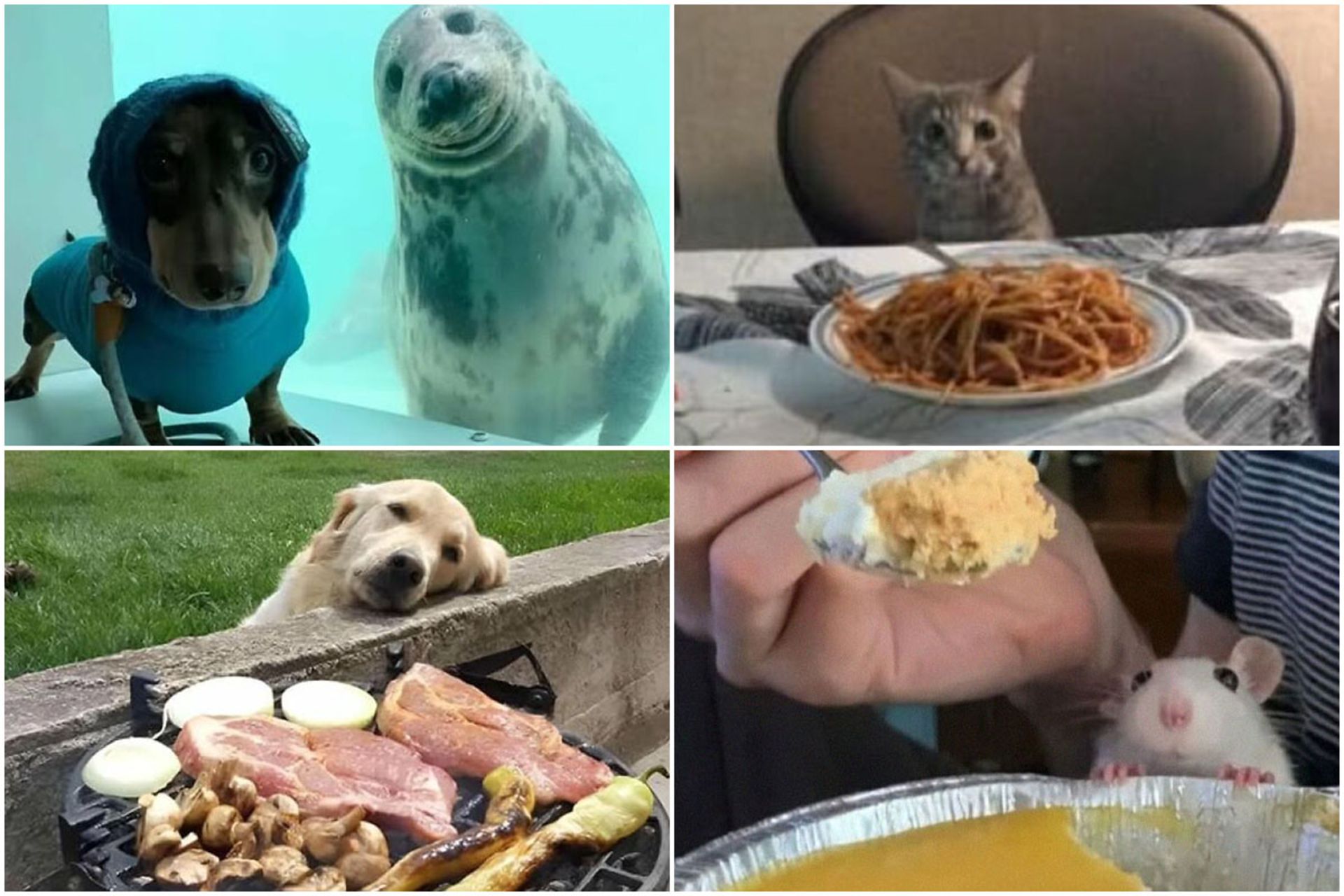 رفتار حیوانات