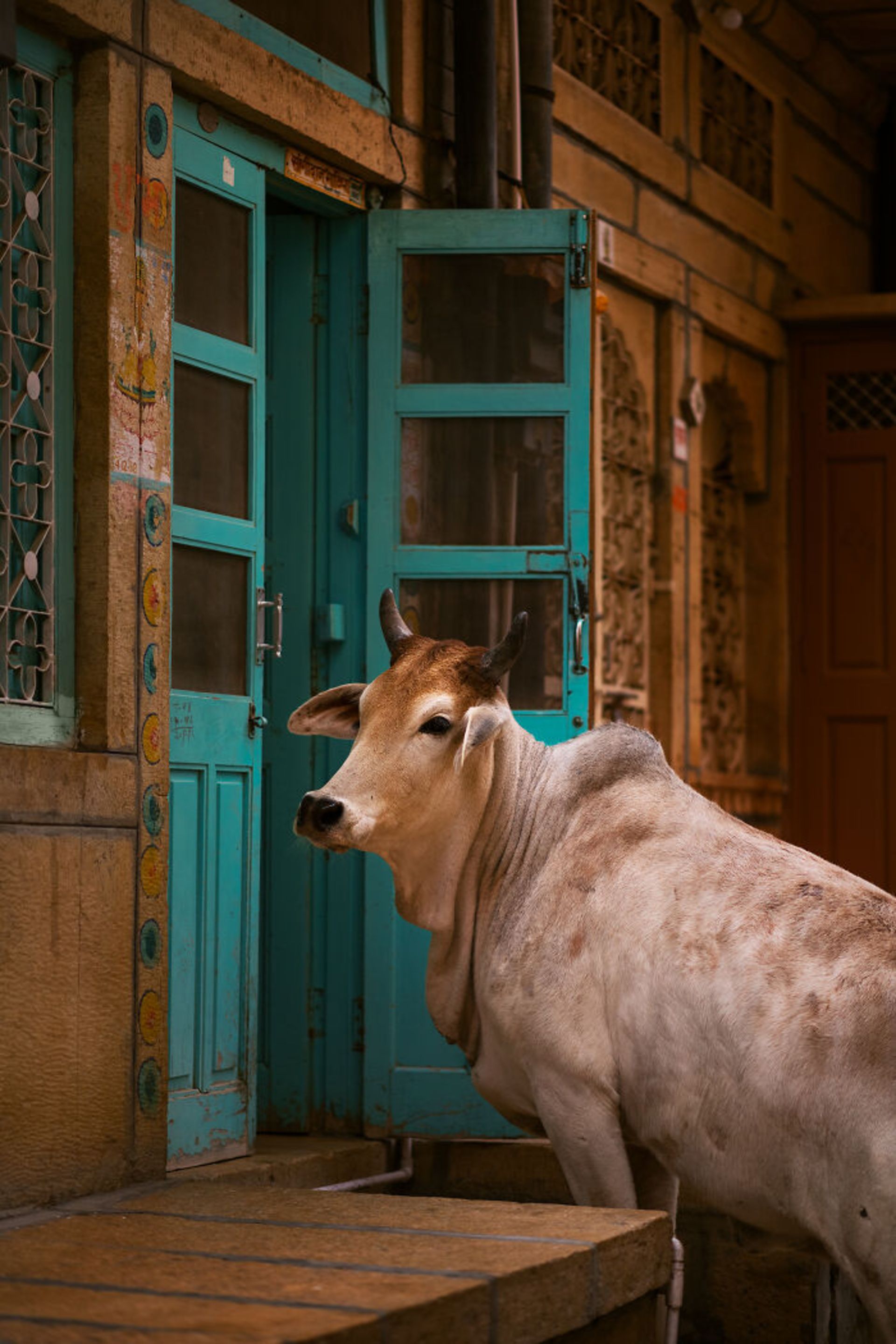 گاو شاخ دار در چارچوب در