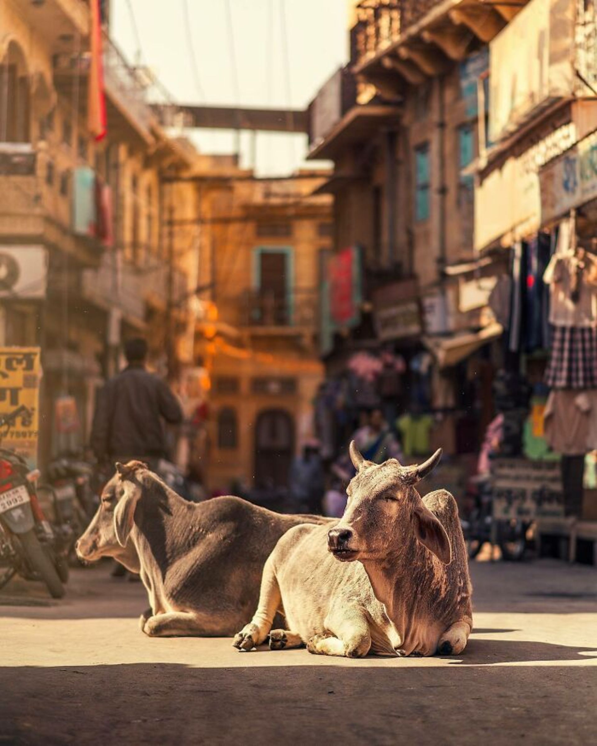 دو گاو شاخدار در شهر