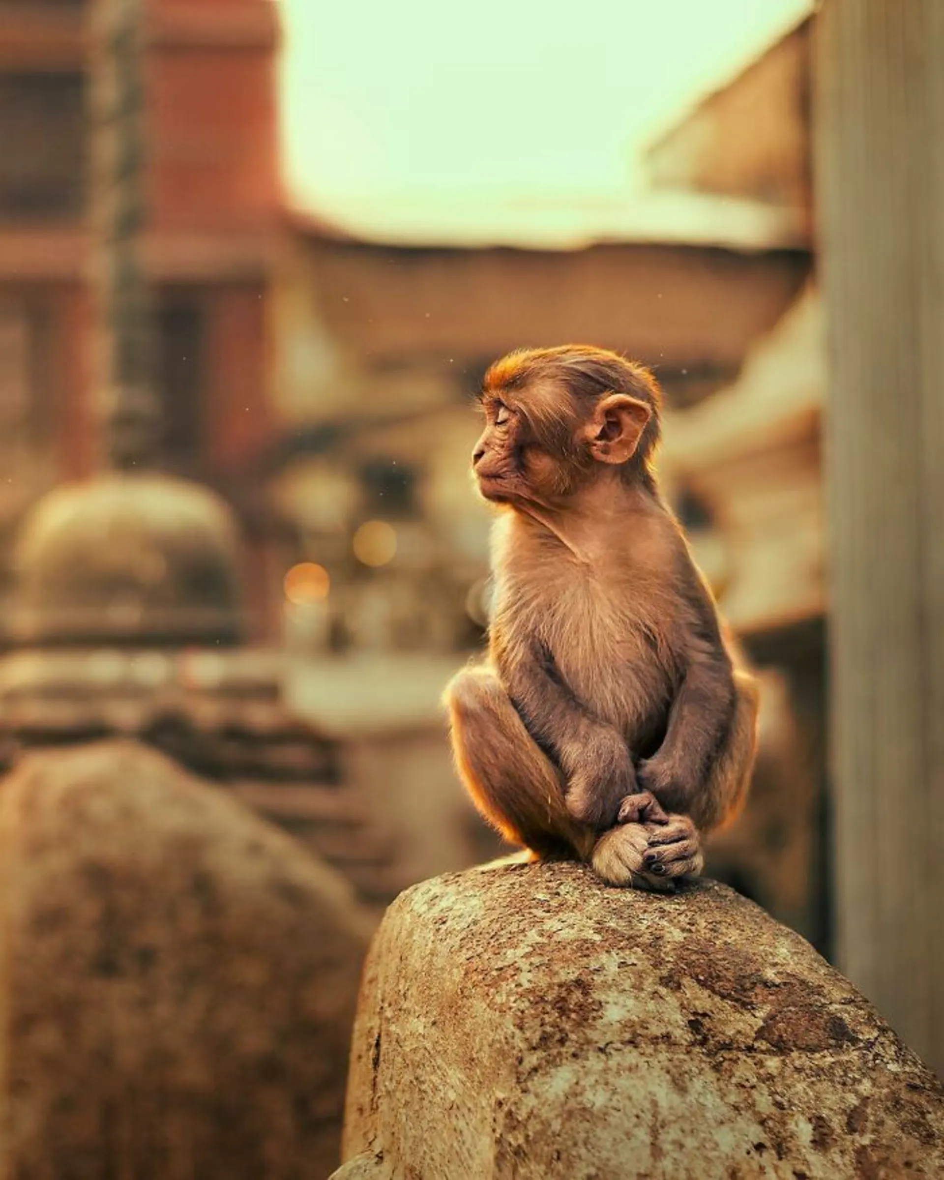 نیمرخ بچه میمون
