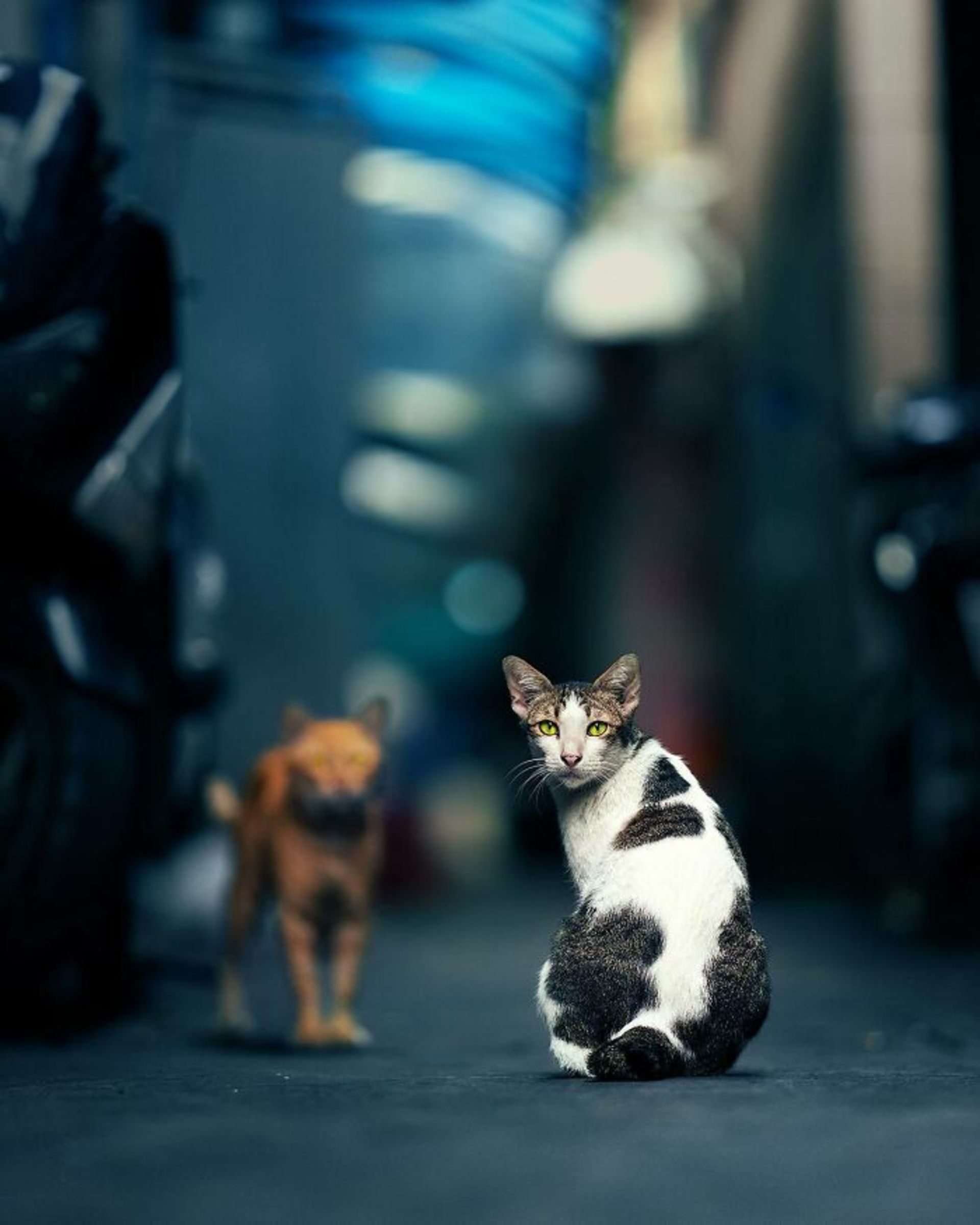 پرتره گربه خیابانی سیاه و سفید