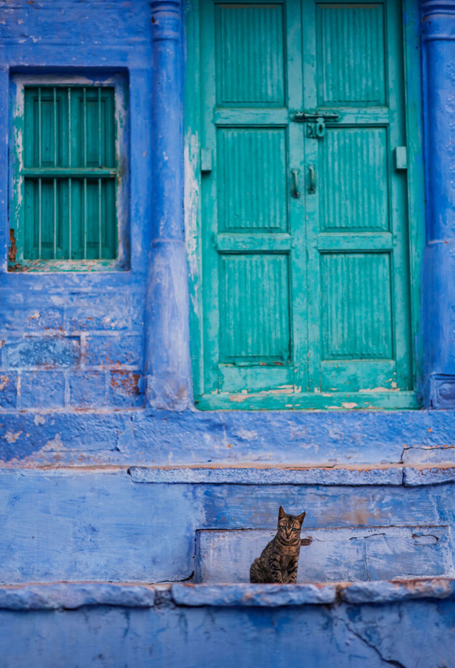 گربه خیابانی روی پله ها