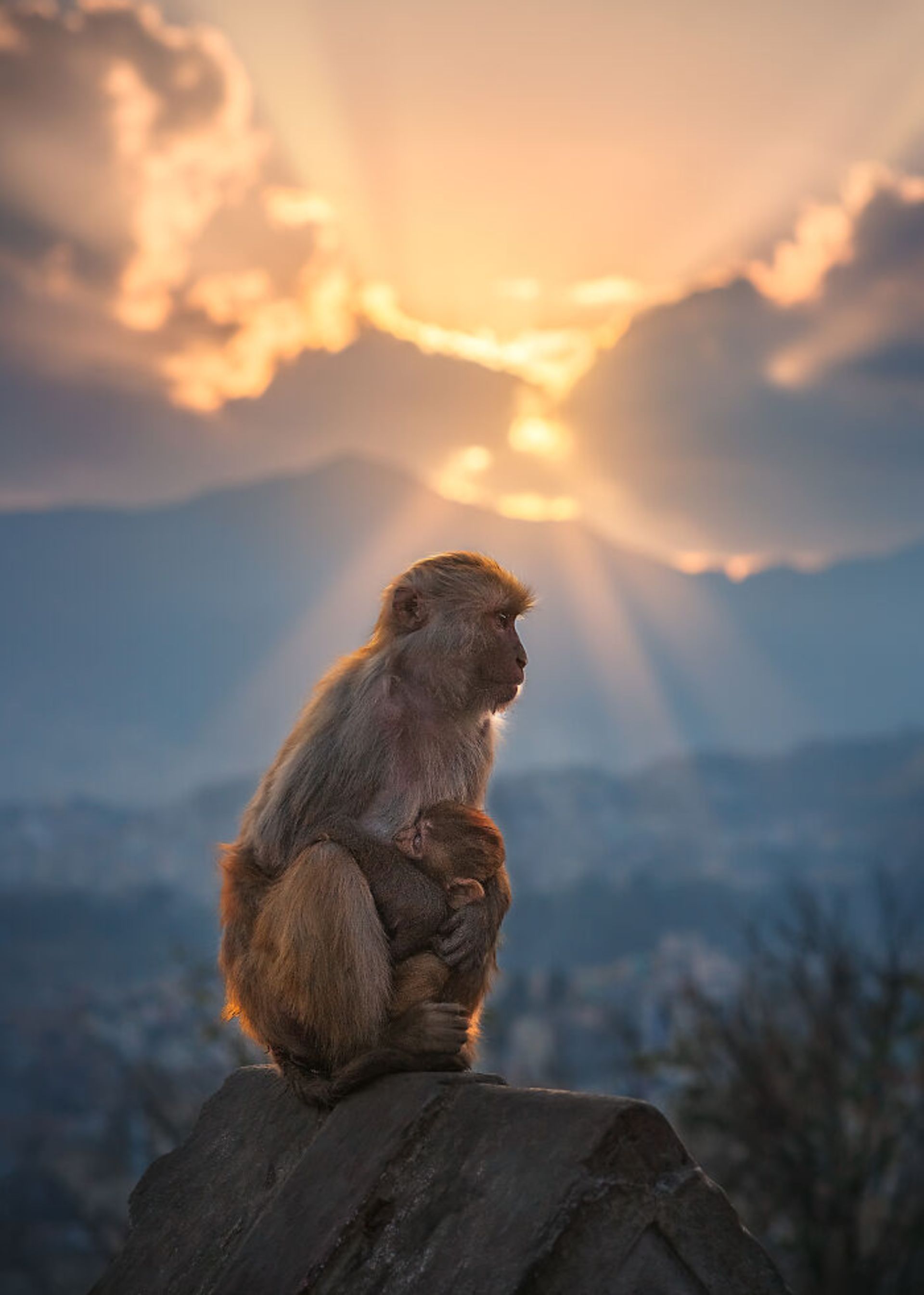 بچه میمون در آغوش مادر روی صخره غروب