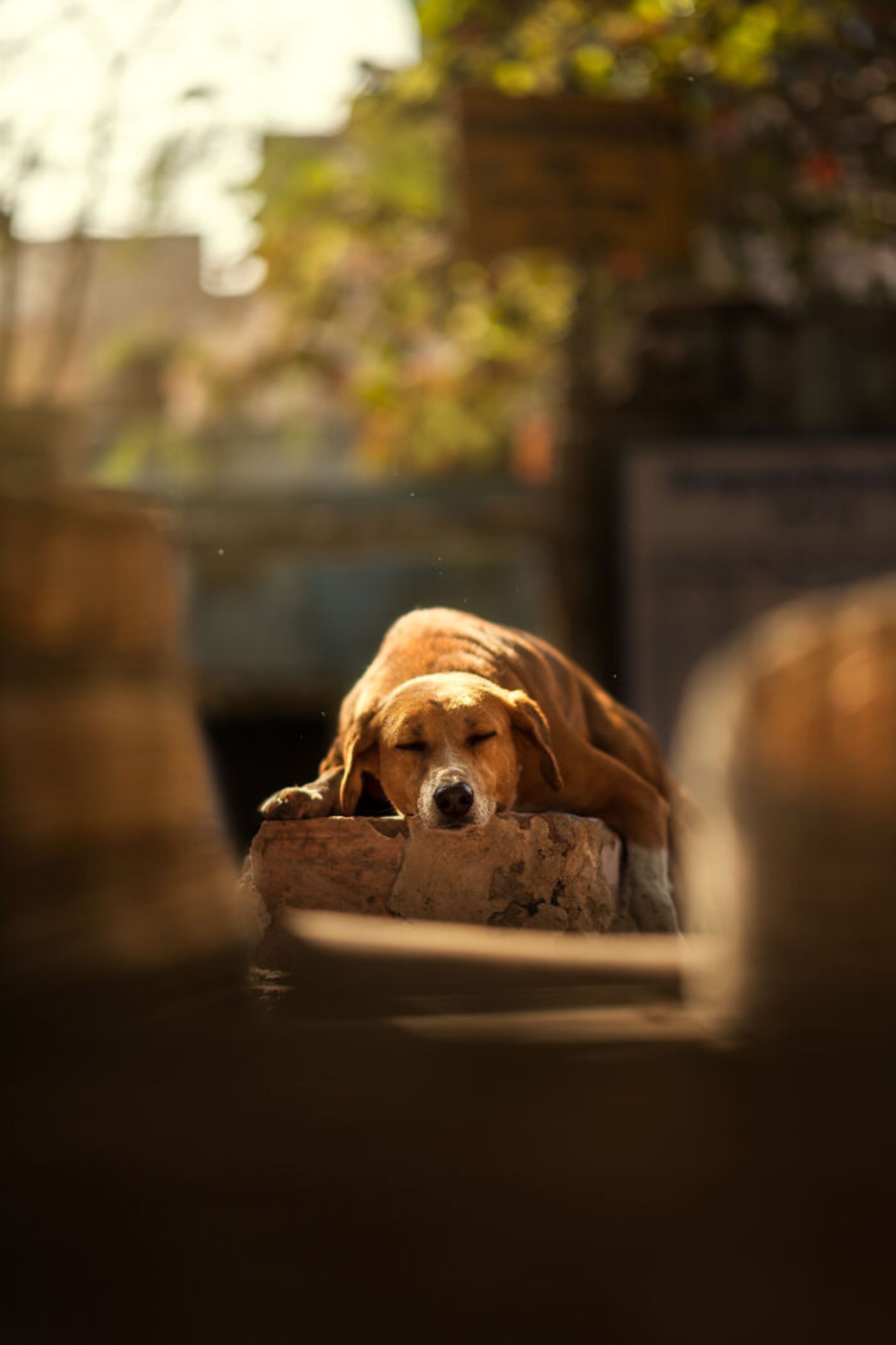 سگ خیابانی خوابیده