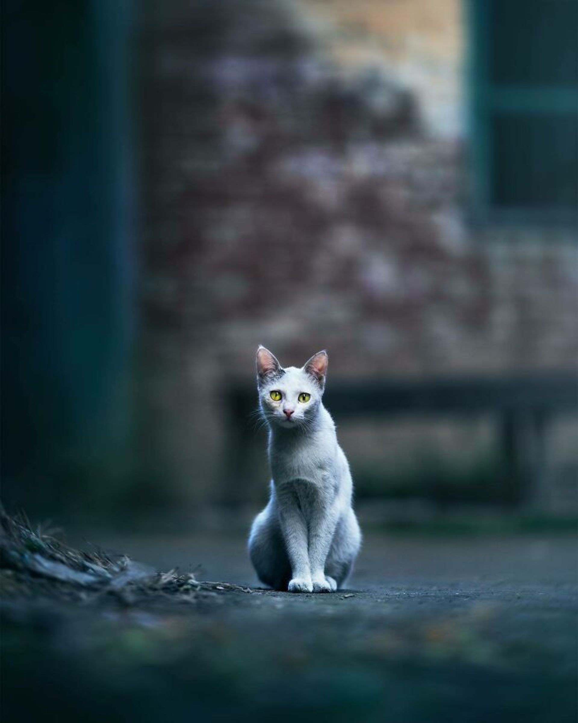 پرتره گربه خیابانی سفید