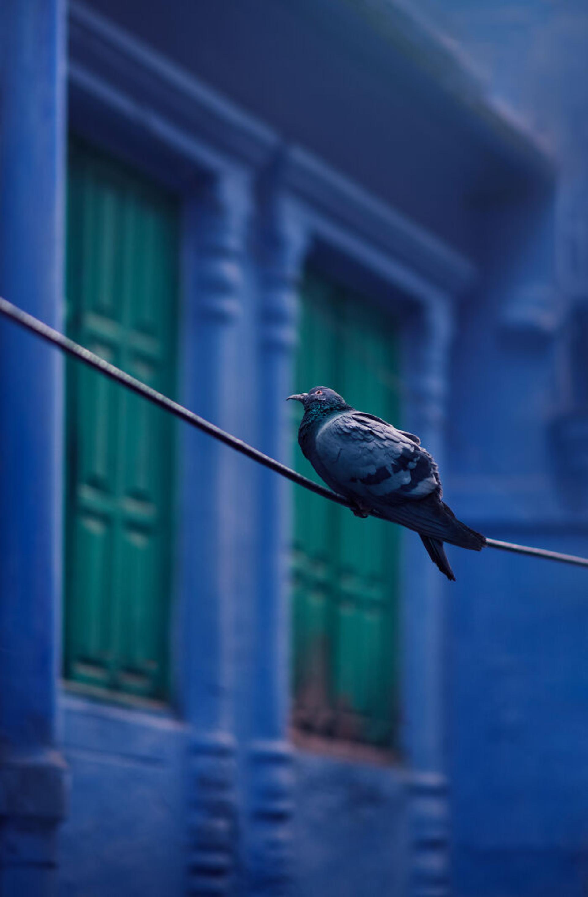کفتر روی سیم