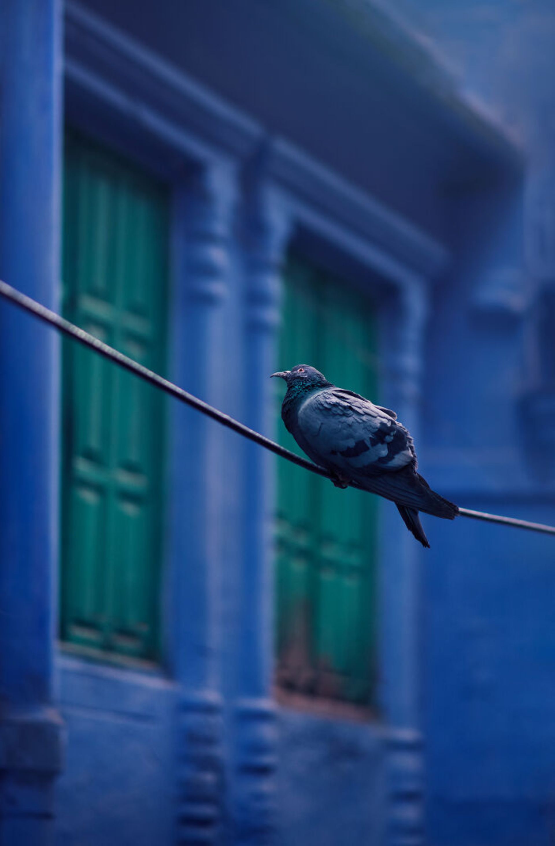 کفتر روی سیم