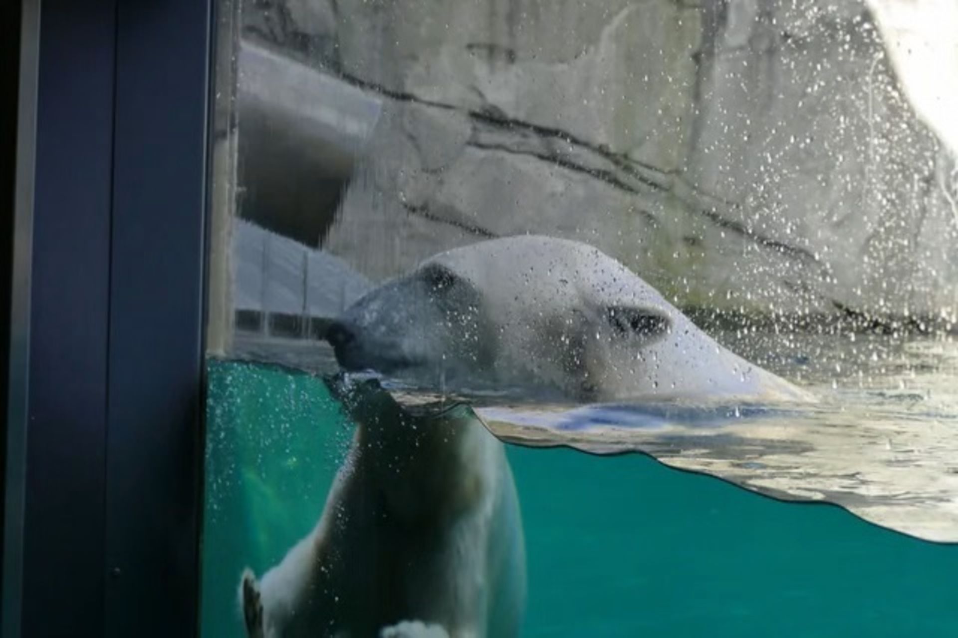 خرس قطبی در آب