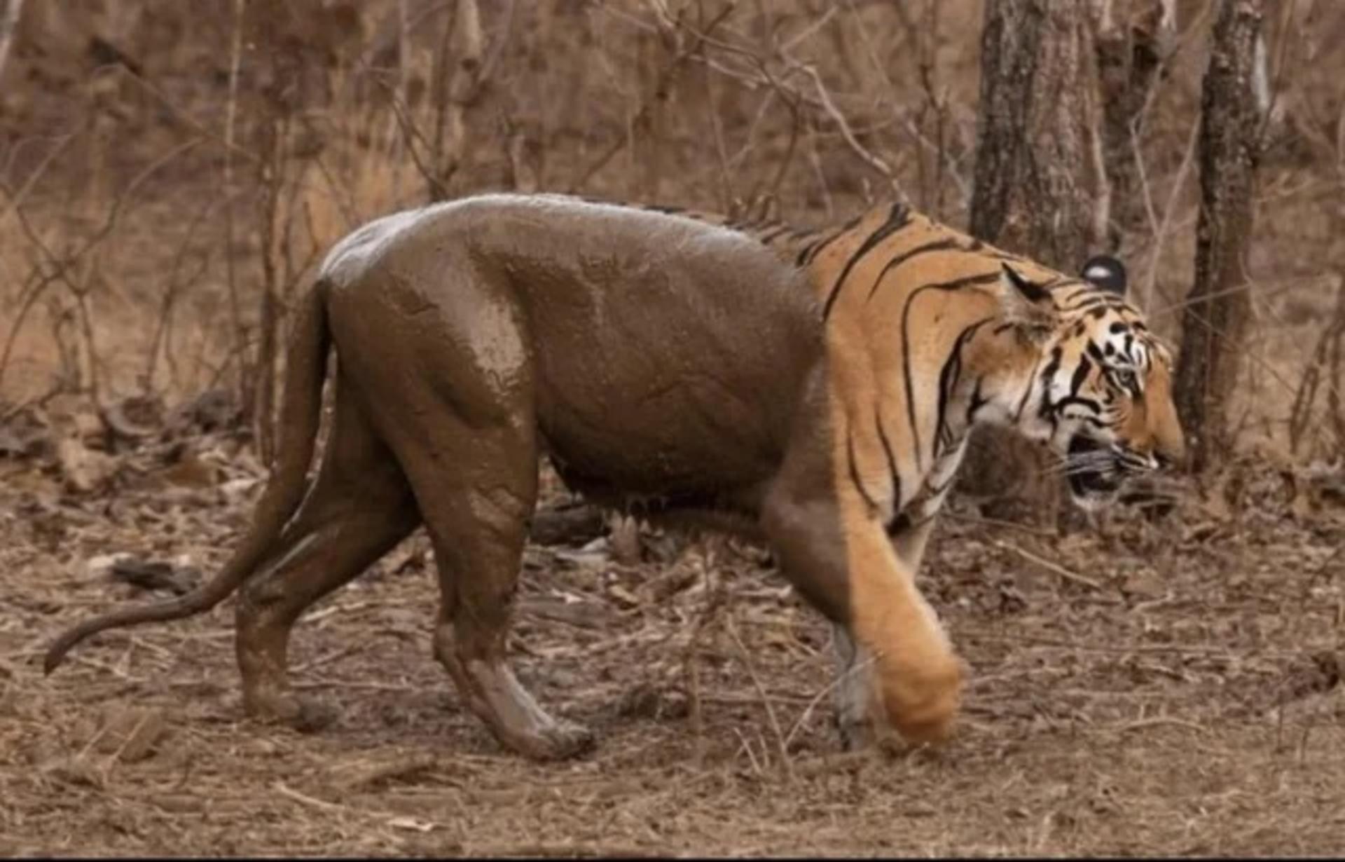 ببر گلی