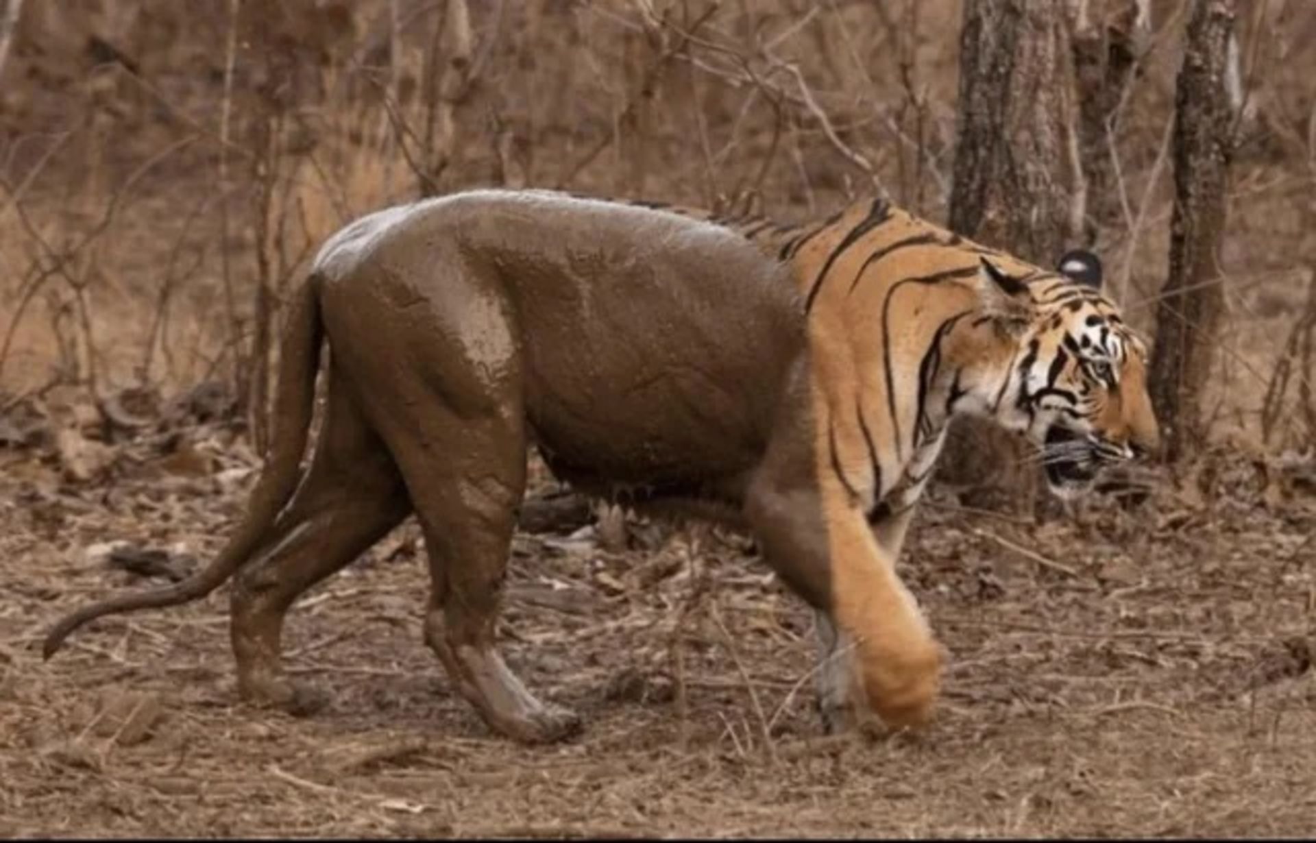 ببر گلی
