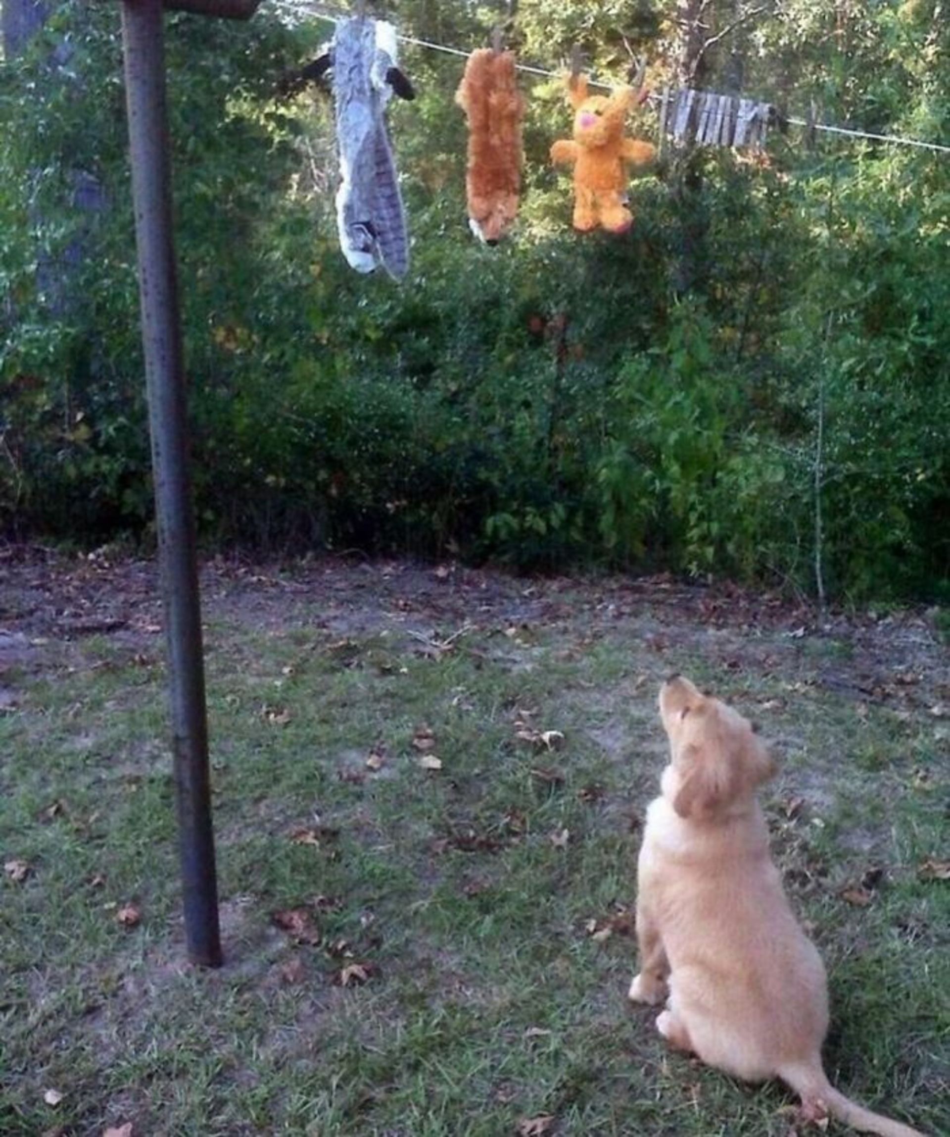 سگ در حال تماشای خشک شدن عروسک‌هایش